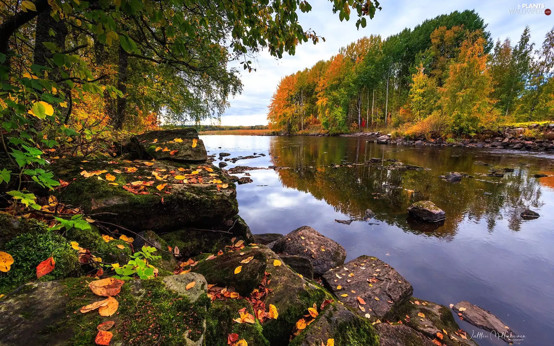 viewes, River, Stones, Leaf, autumn, trees