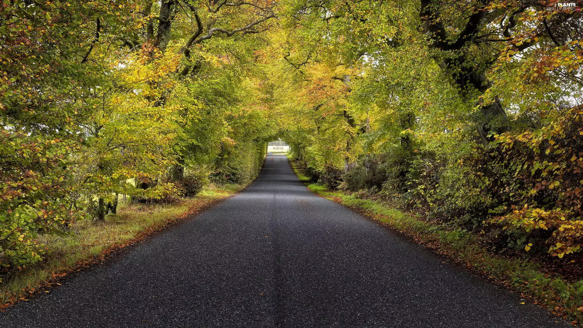 Yellowed, Leaf, trees, viewes, Way