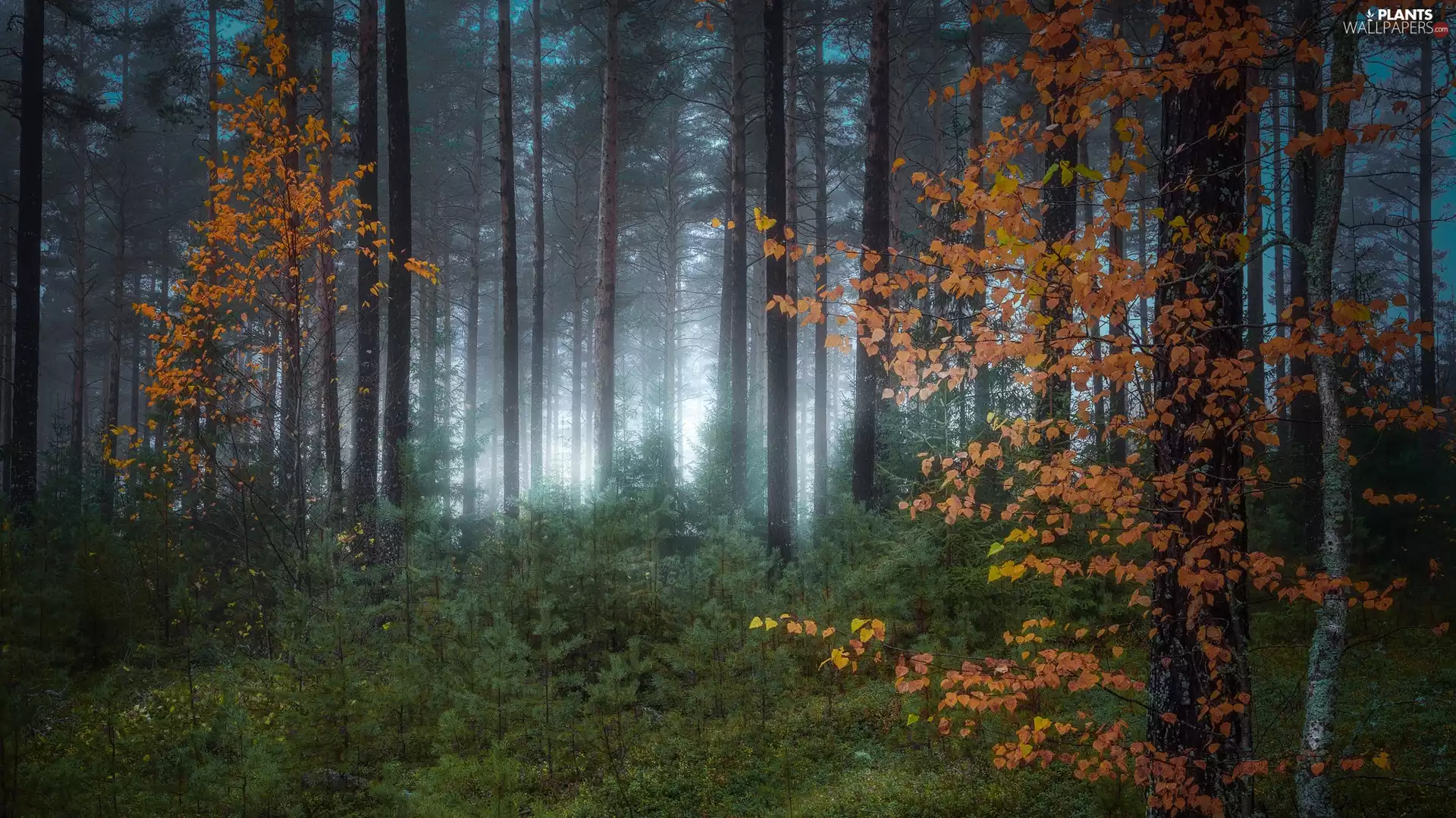 viewes, forest, Yellowed, Leaf, Fog, trees