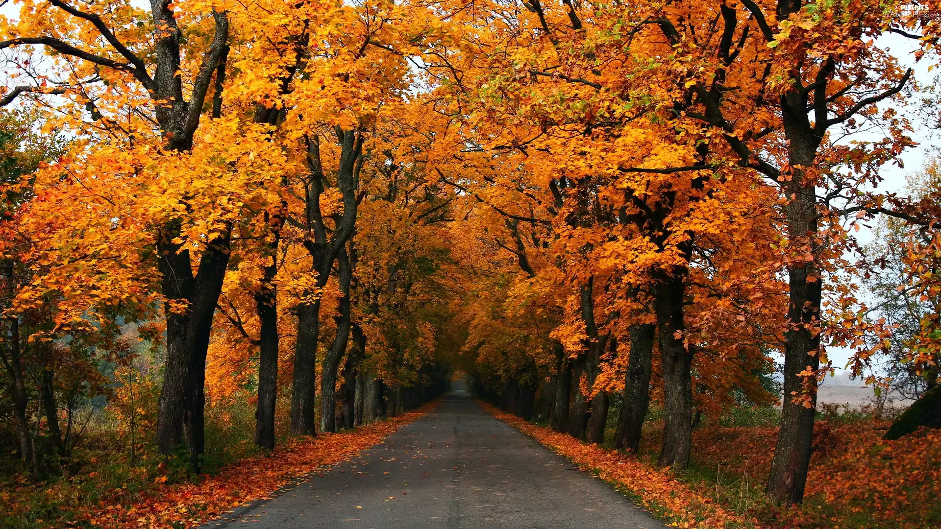 viewes, autumn, Yellowed, Leaf, Way, trees