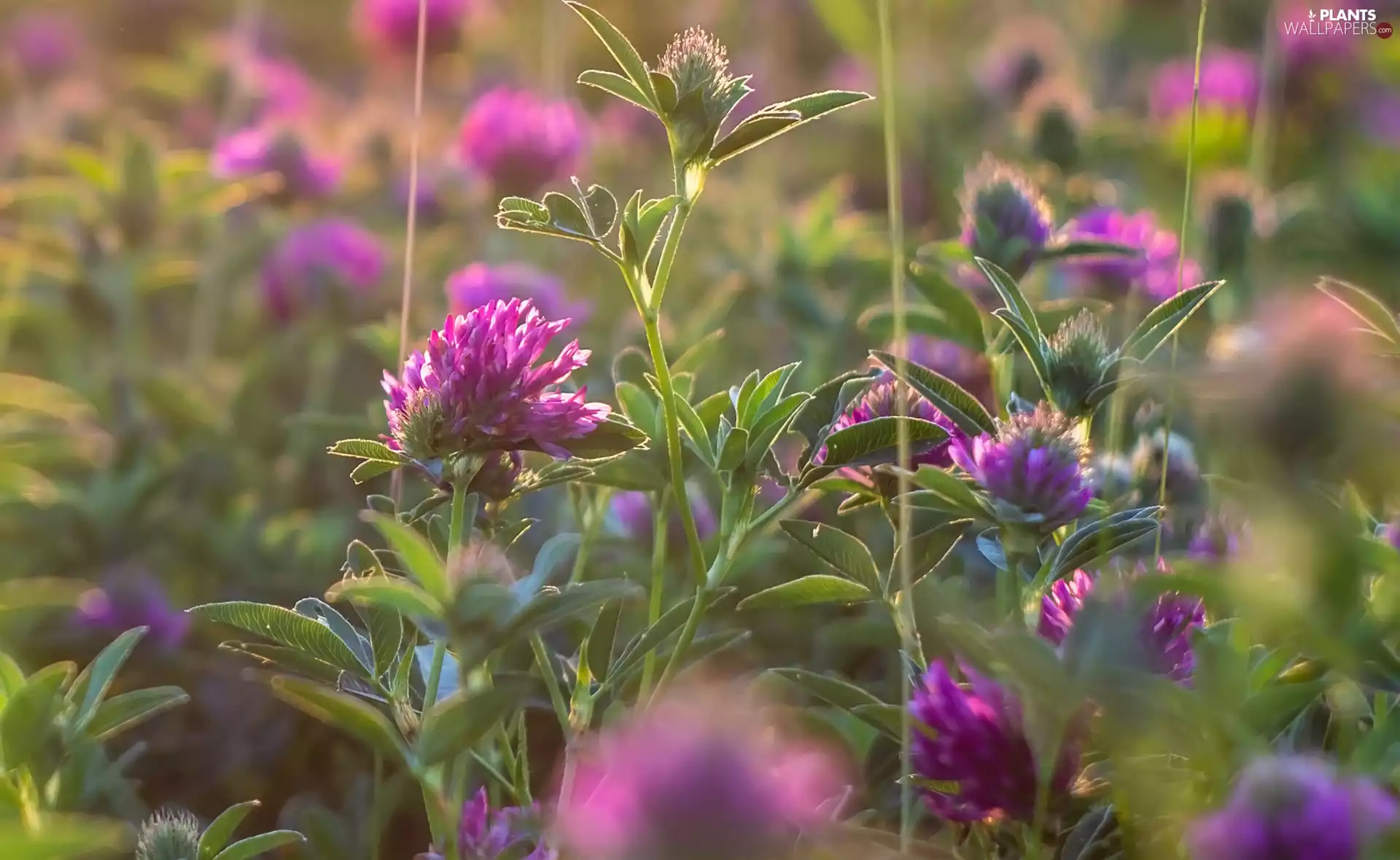 Leaf, Flowers, trefoil