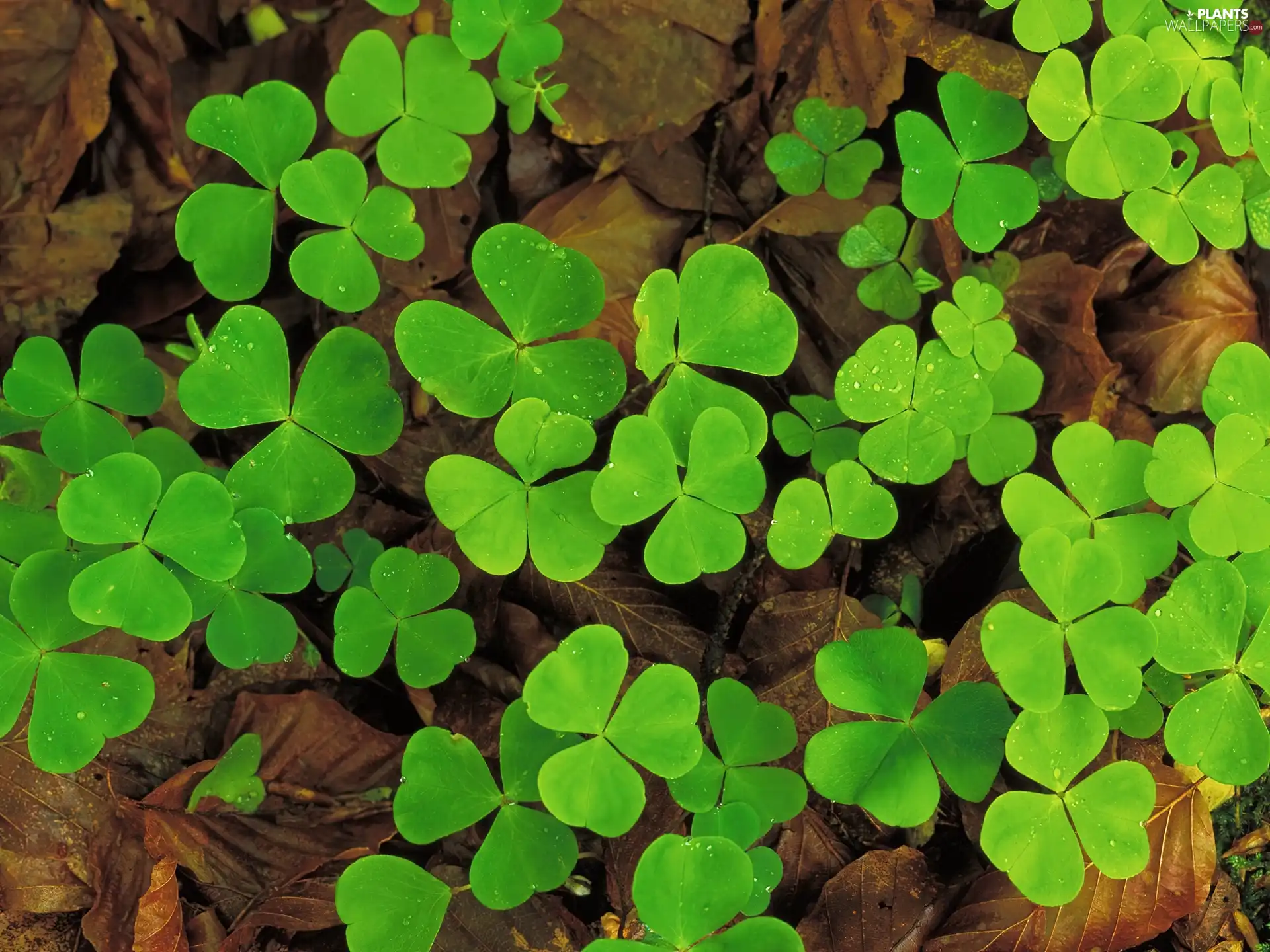 Leaf, Green, trefoil