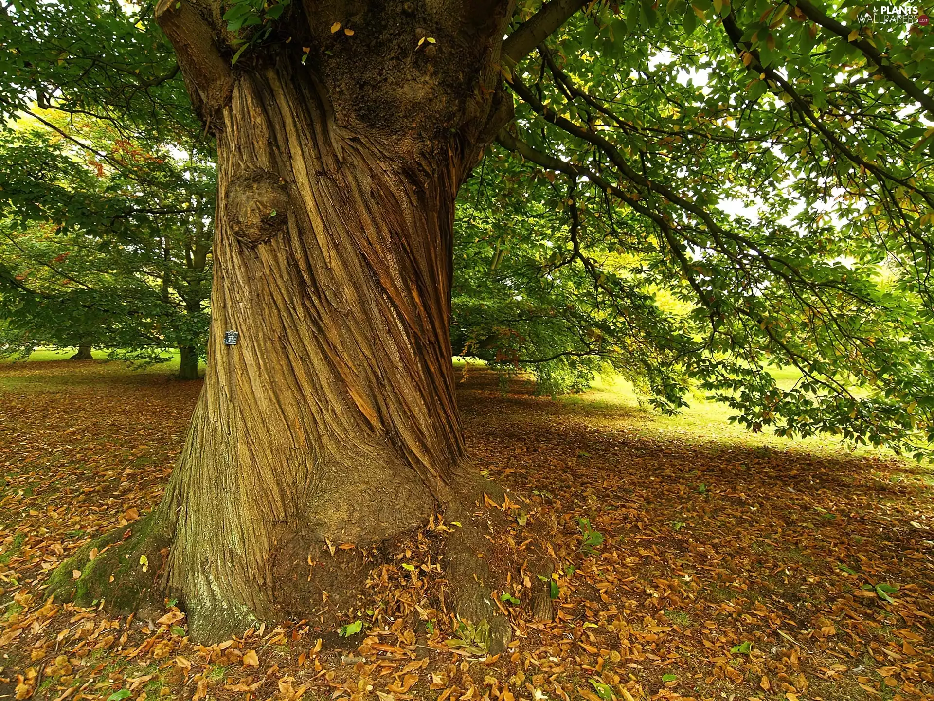 Leaf, trees, trunk