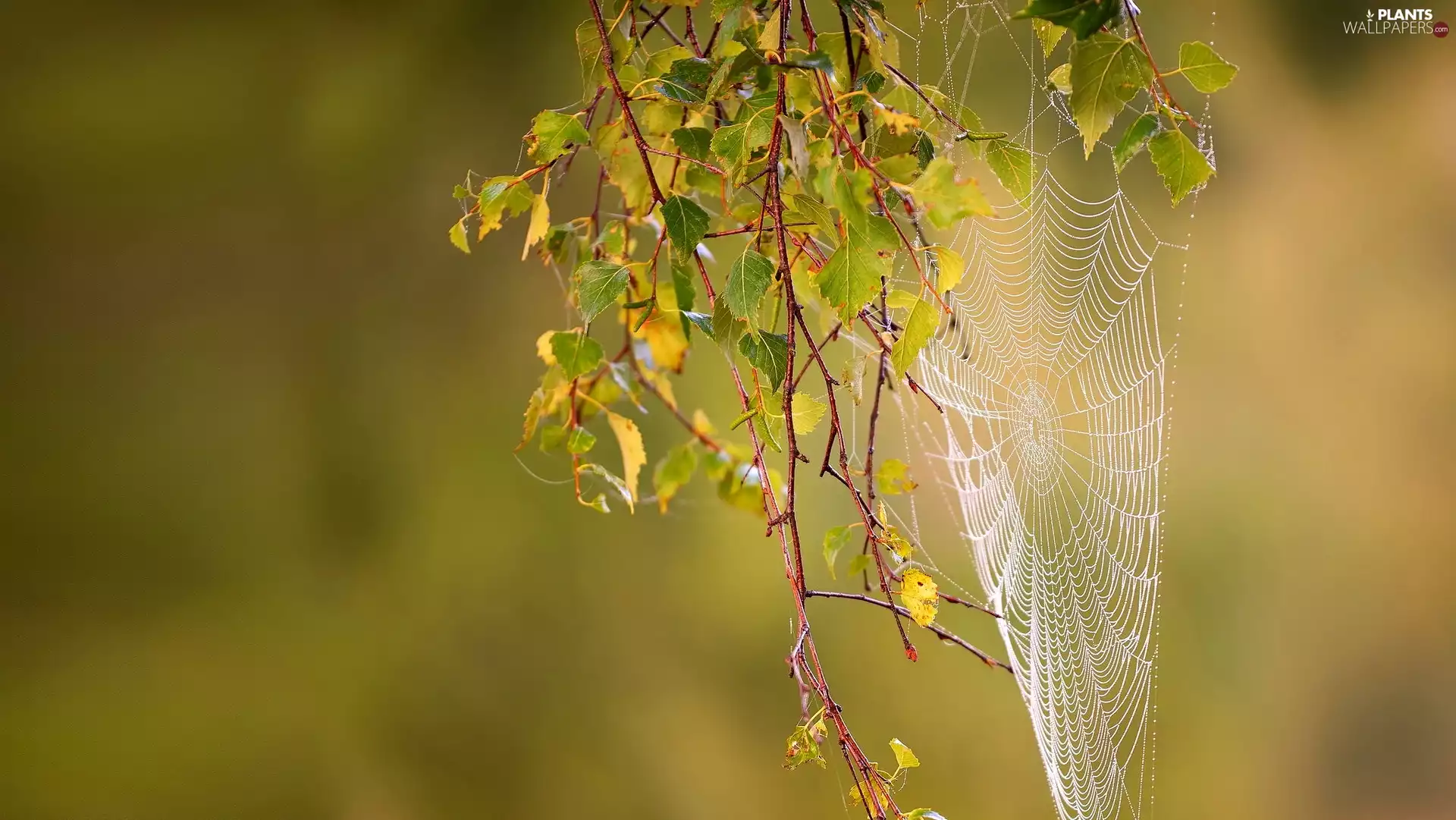 twig, Web, autumn, Leaf
