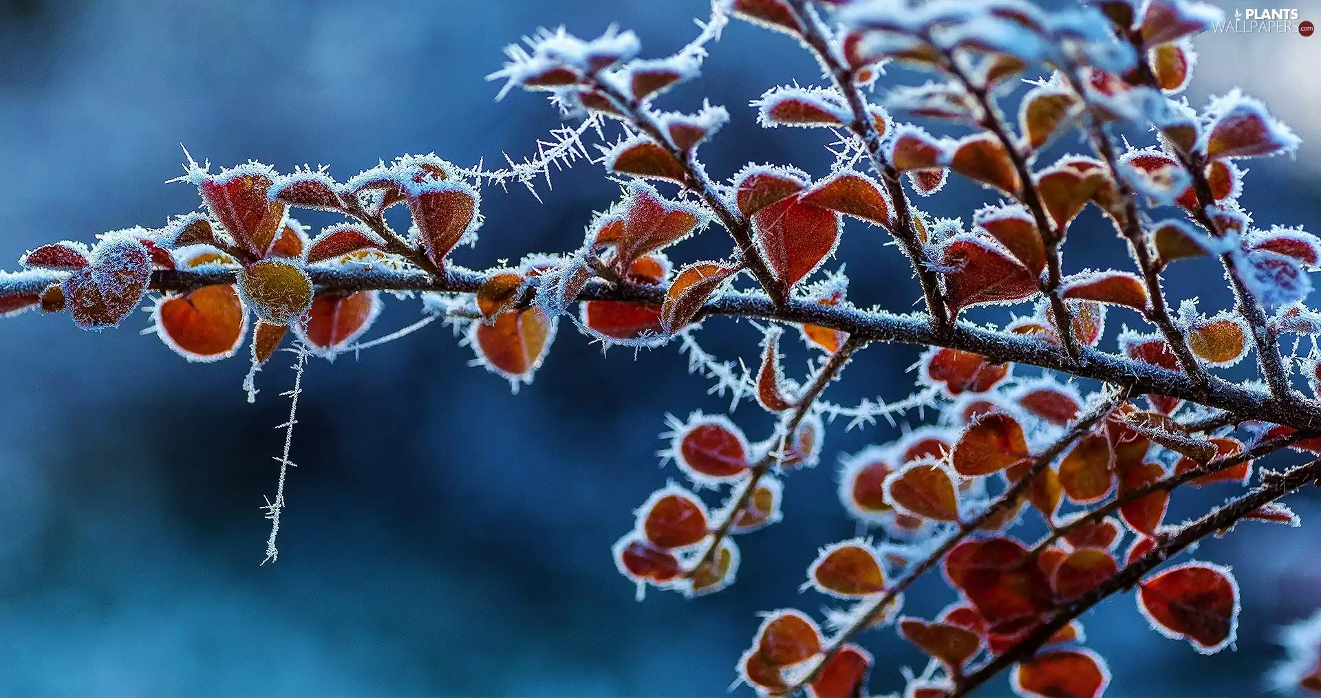 twig, White frost, Leaf