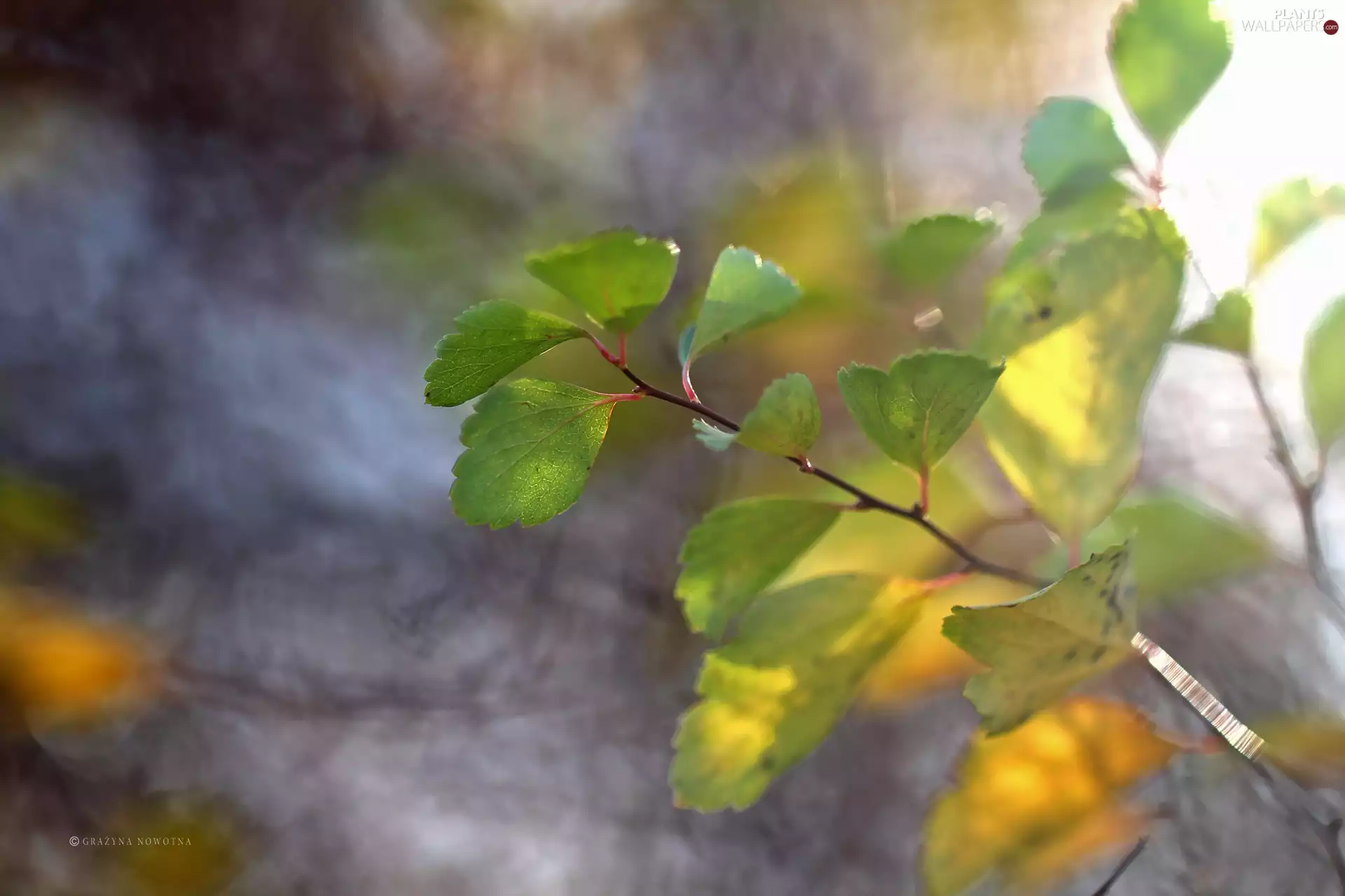 twig, green ones, Leaf