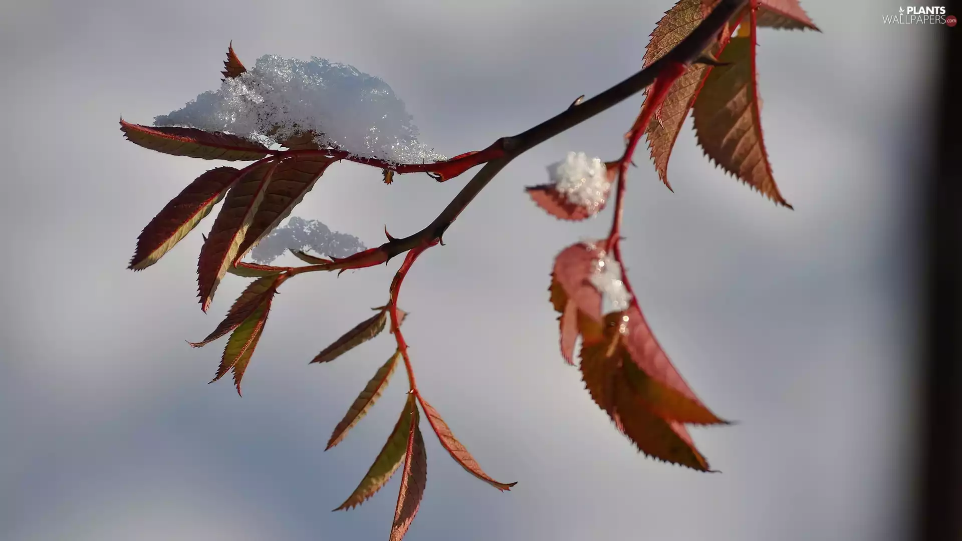 twig, snow, winter, Leaf