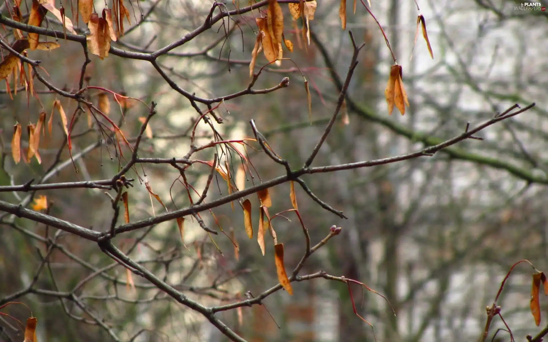 Twigs, Leaf