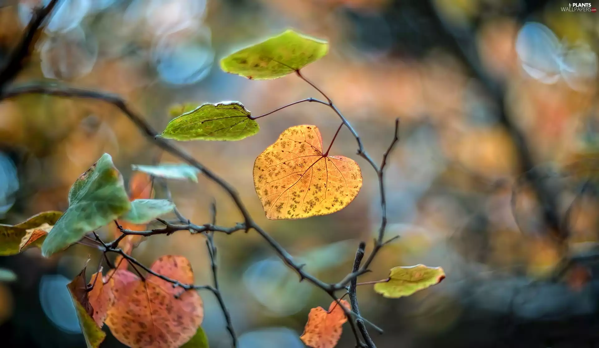 Twigs, Bokeh, autumn, Leaf
