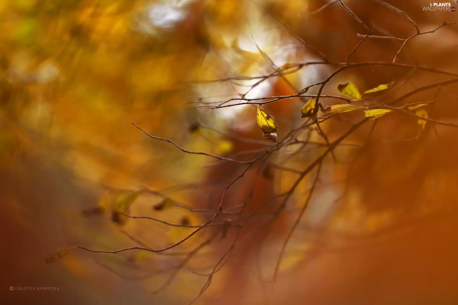 Leaf, Autumn, Twigs