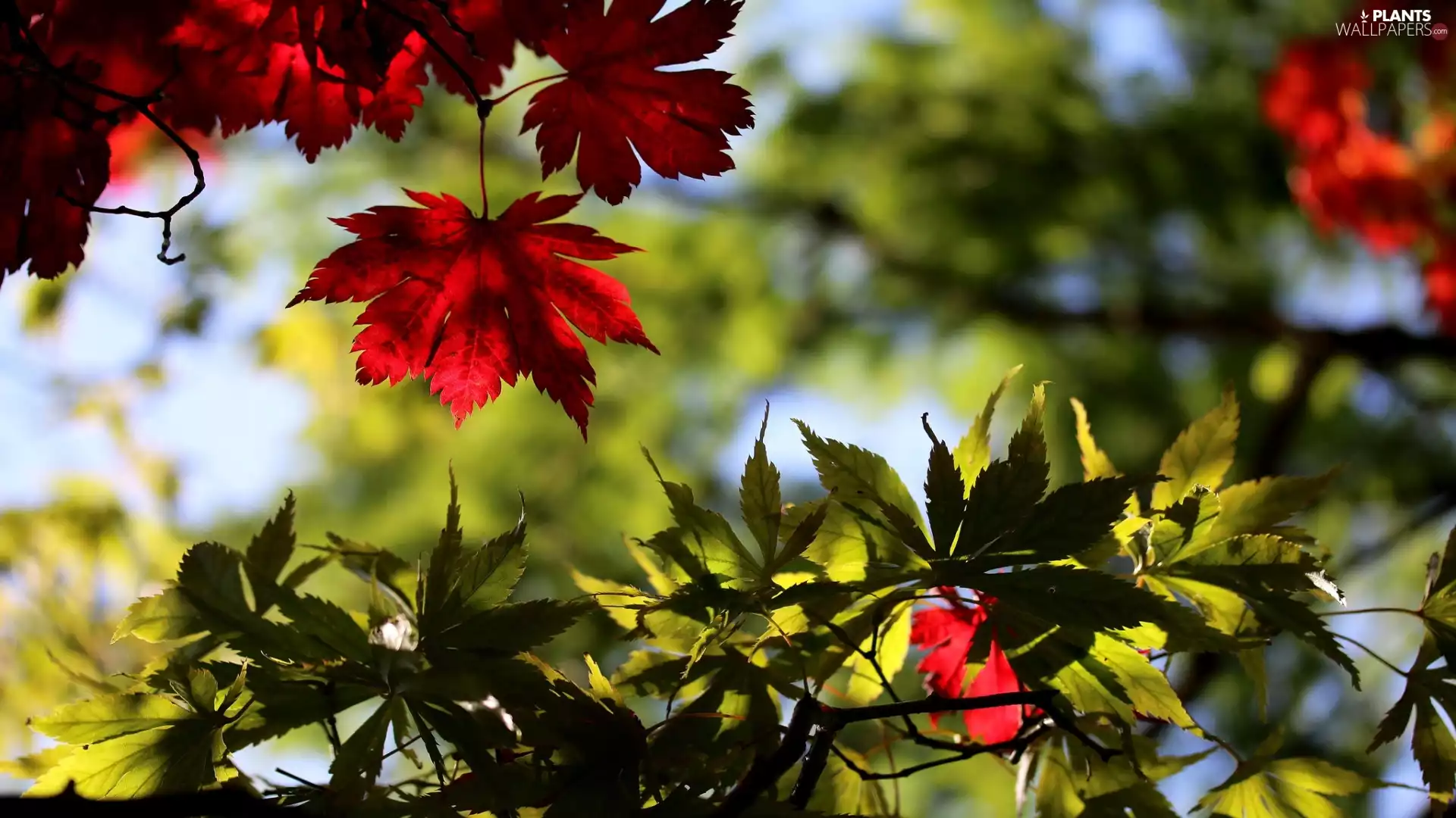 Red, Leaf, Twigs, green ones