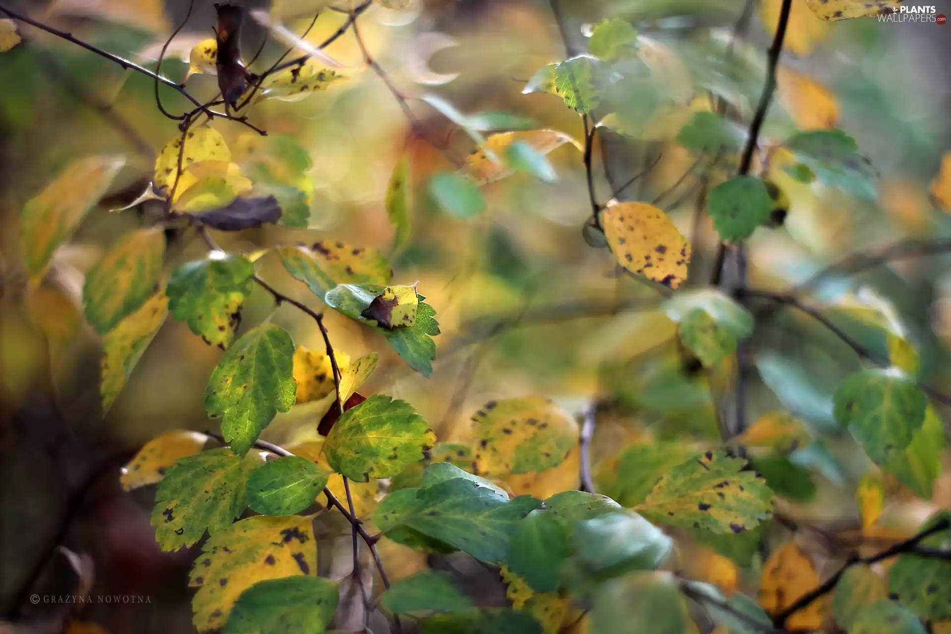Yellow, Leaf, Twigs, green ones