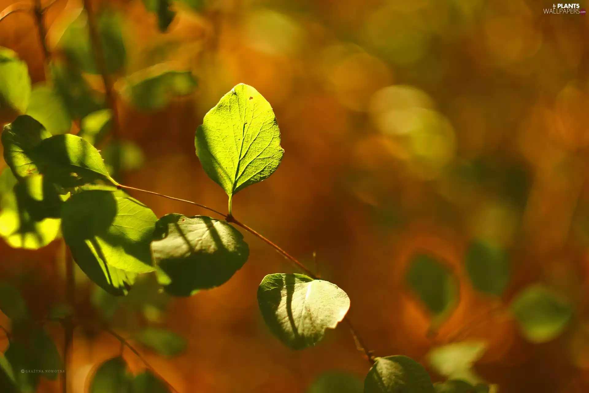 Twigs, green ones, Leaf