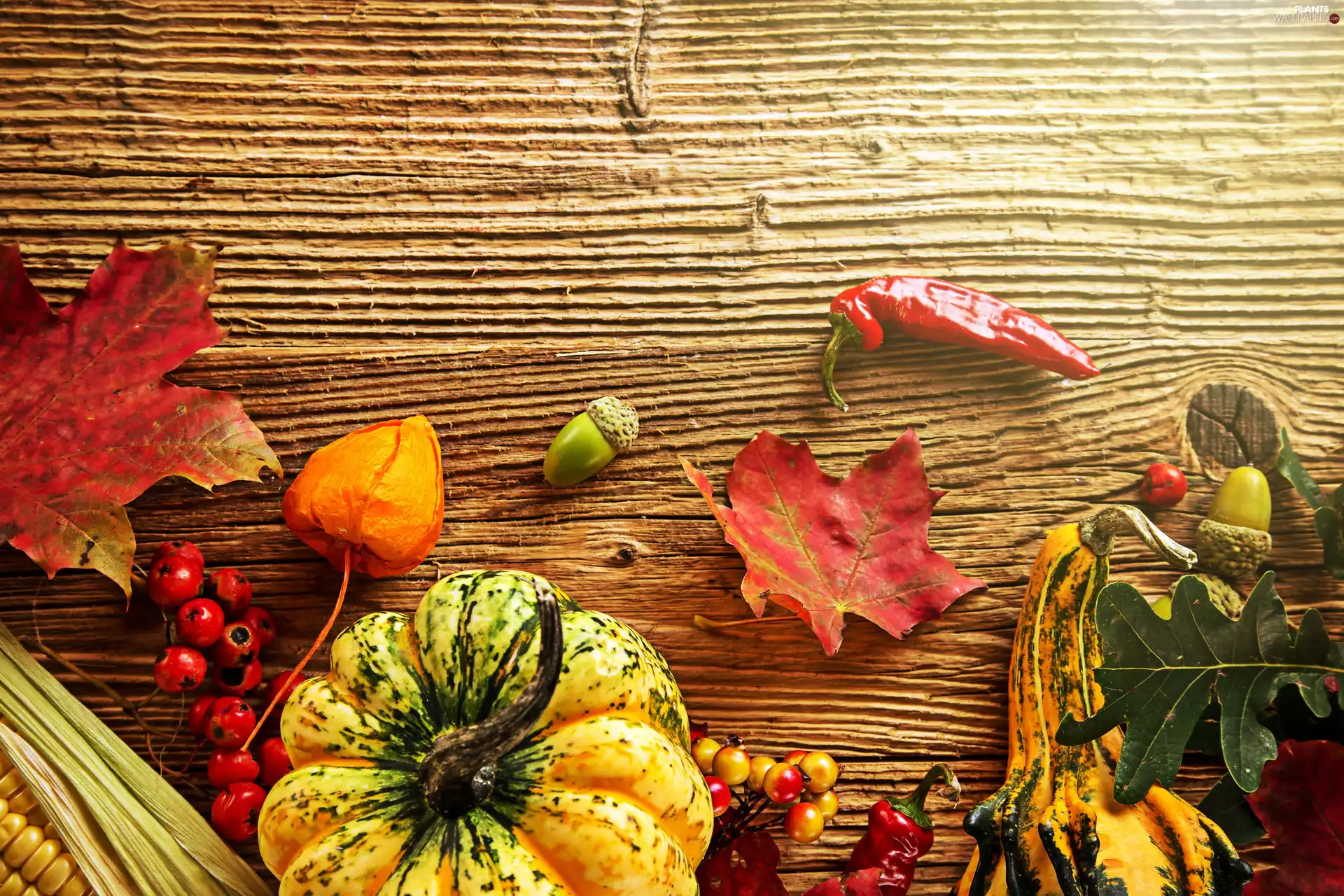 Leaf, Autumn, vegetables