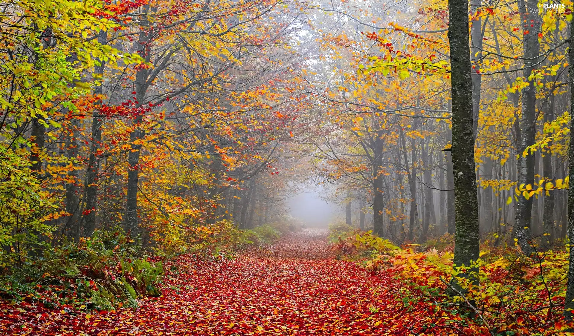 Way, fallen, viewes, Leaf, forest, trees, autumn