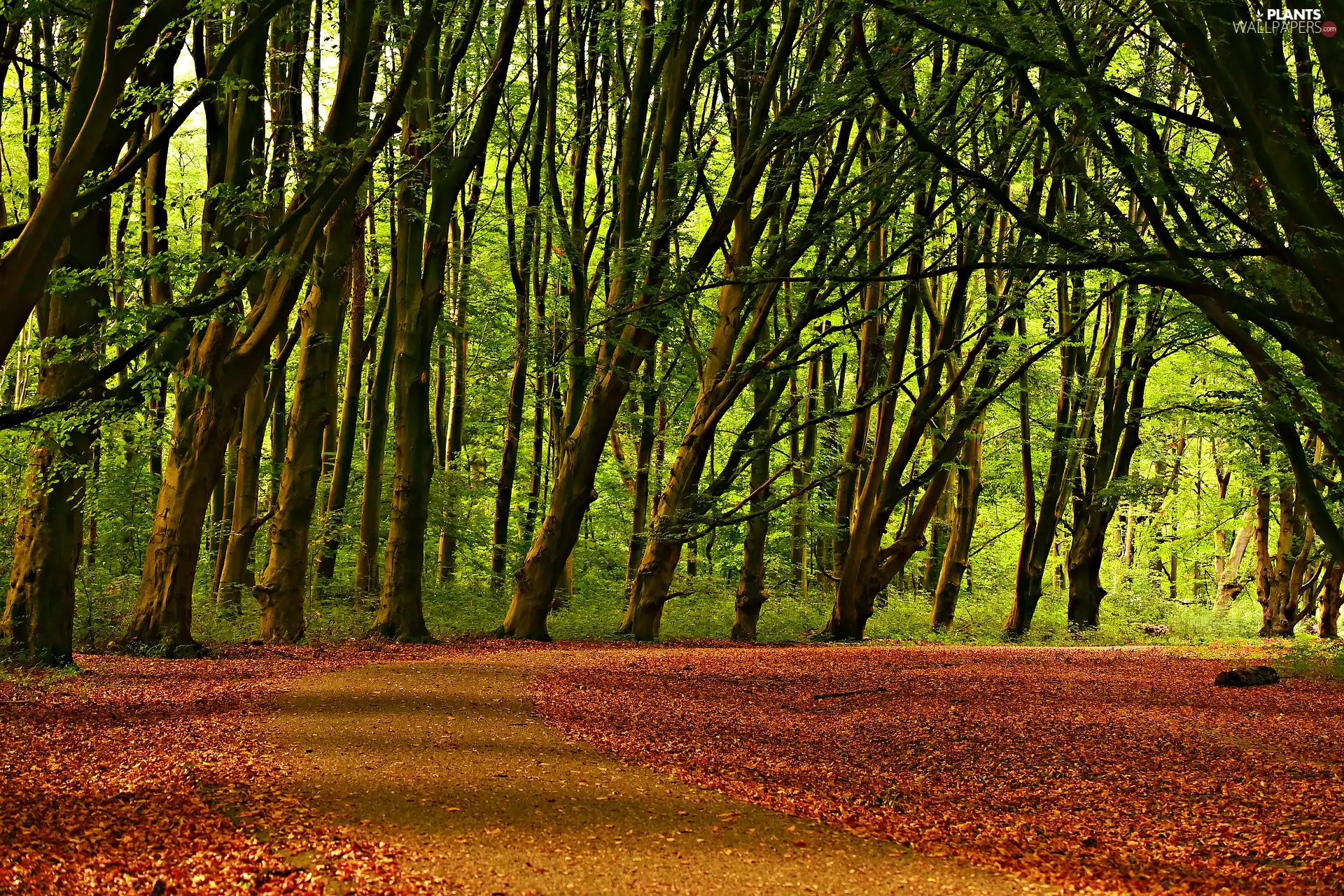 forest, trees, fallen, Leaf, Way, viewes