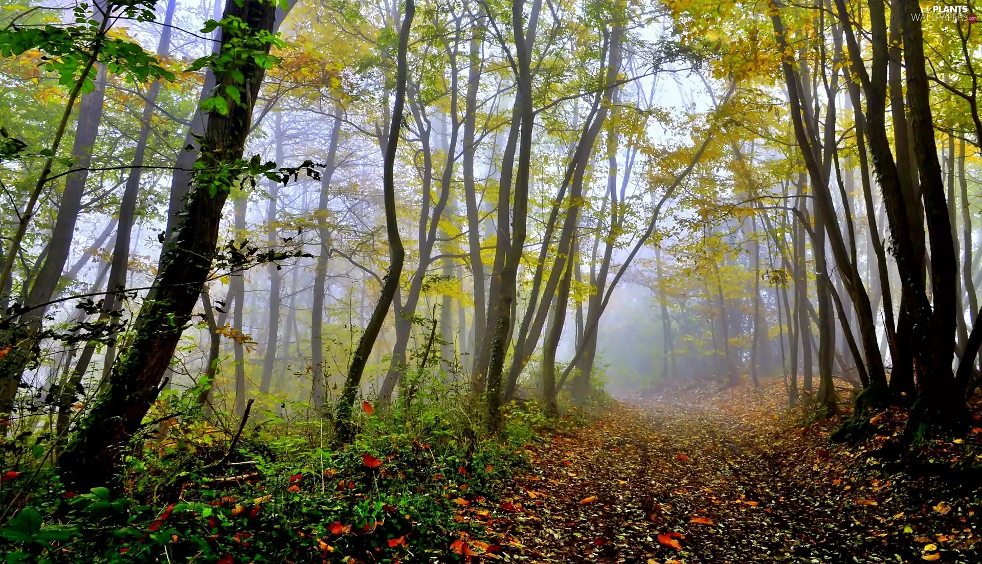 Way, trees, fallen, Leaf, Fog, viewes