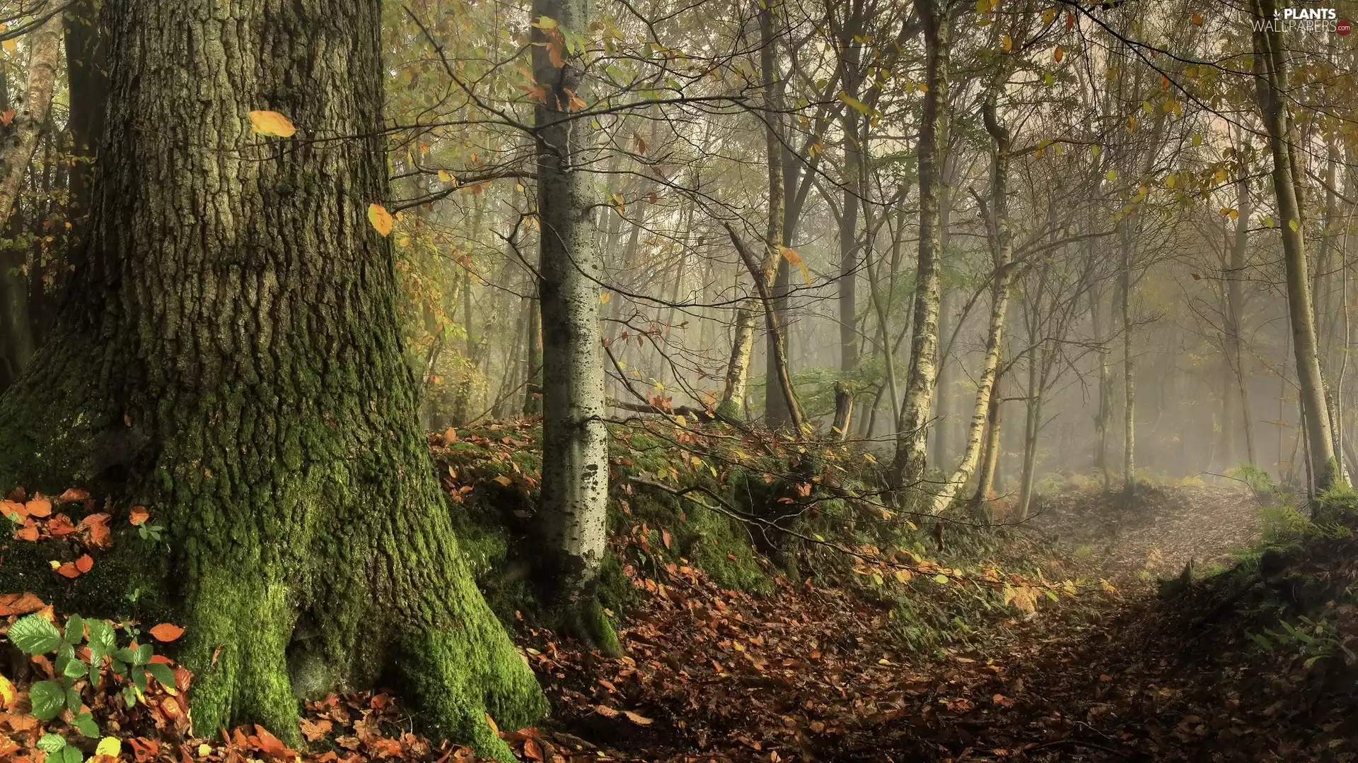 forest, trees, litter, Leaf, Fog, viewes