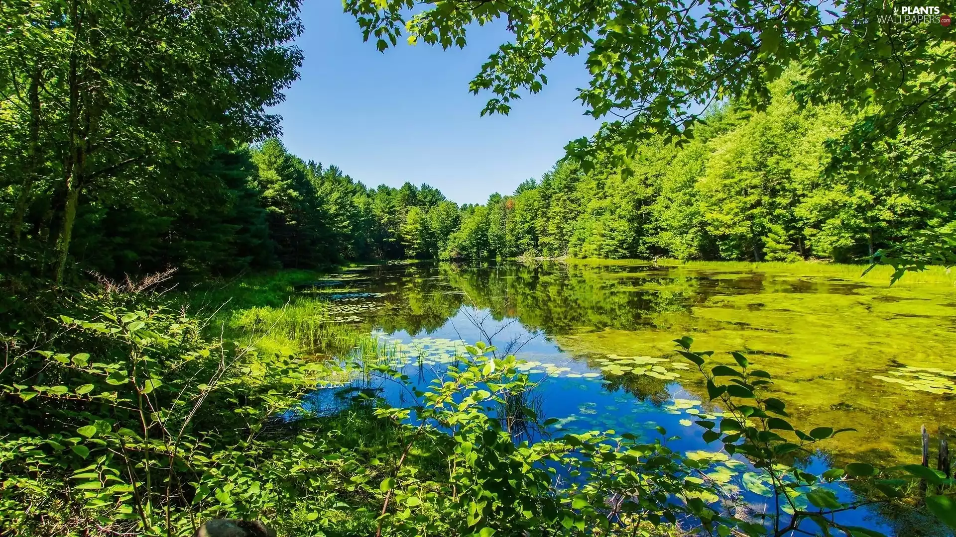 VEGETATION, Park, viewes, Leaf, trees, Pond - car