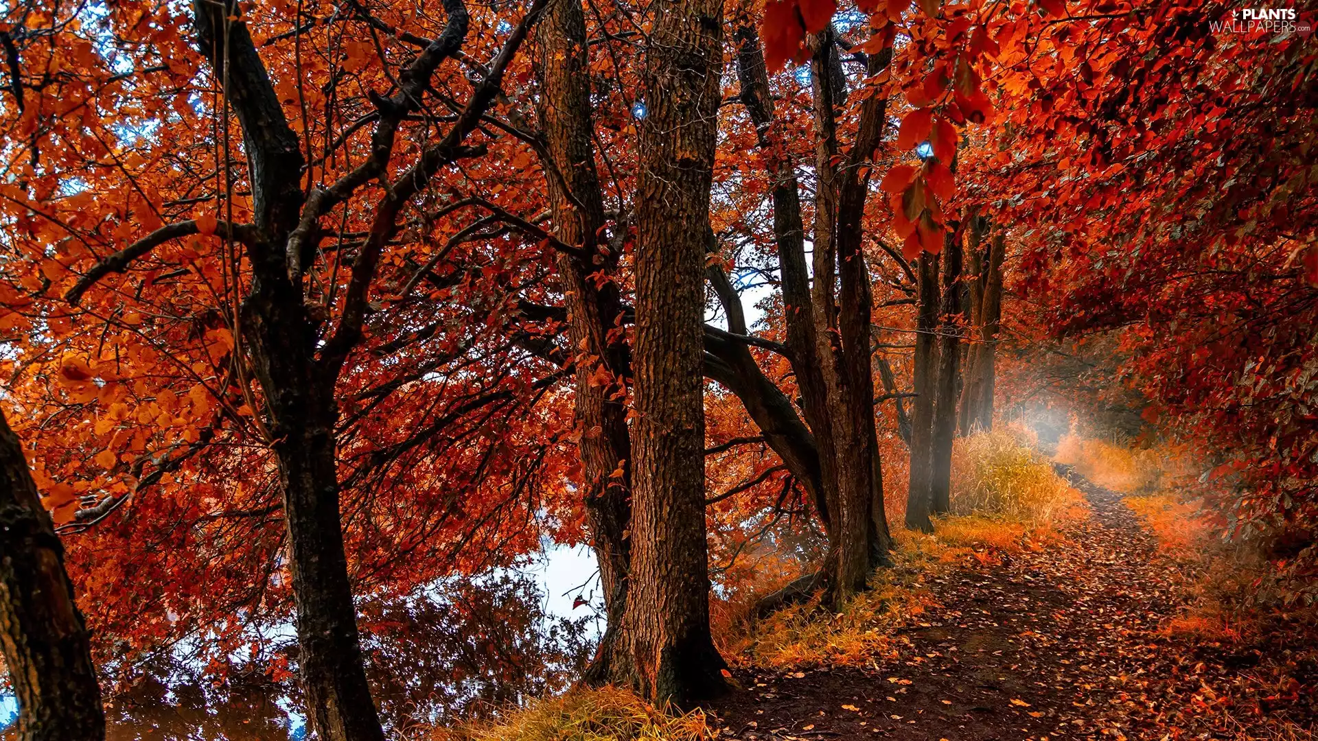 forest, trees, Path, Leaf, autumn, viewes