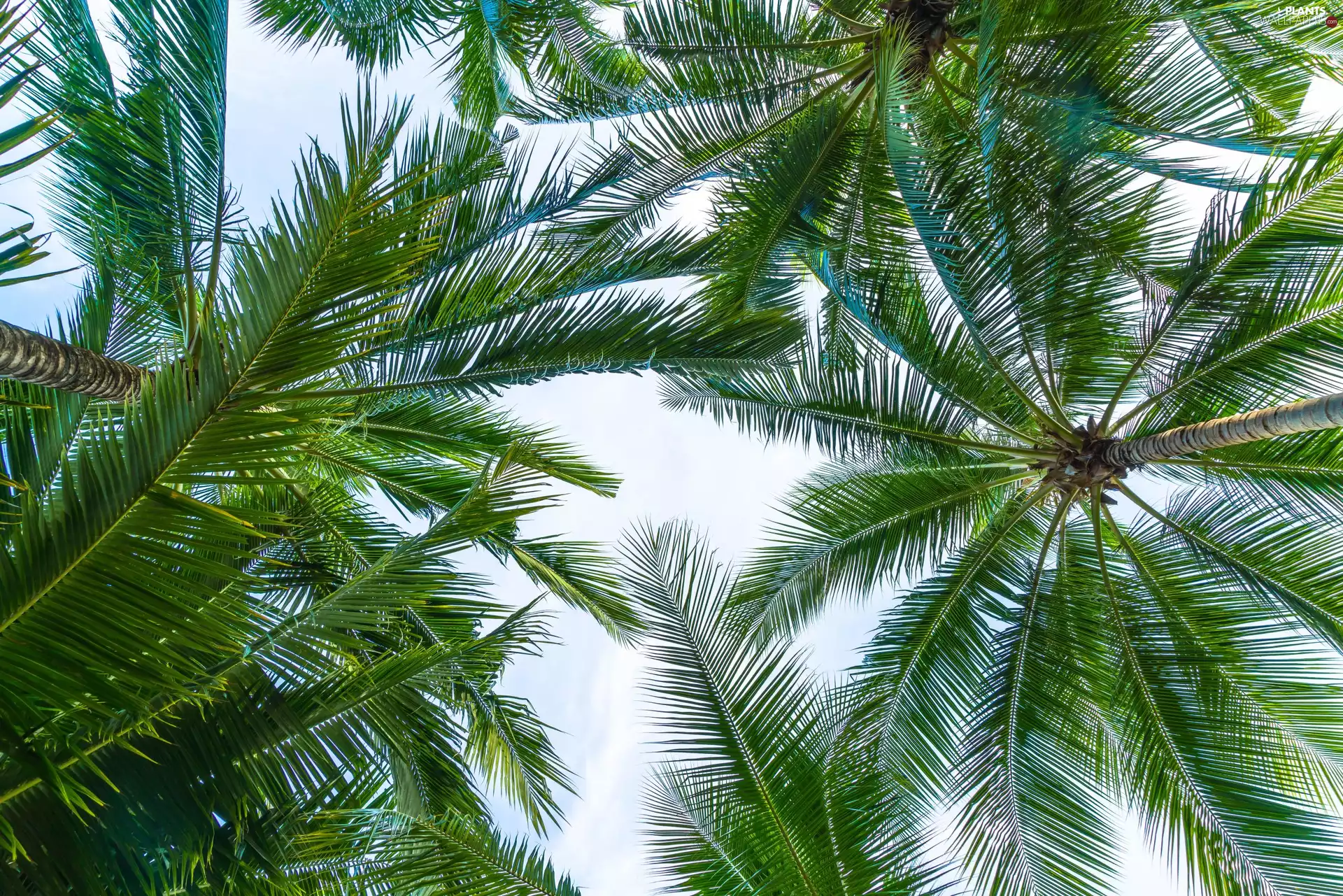 coconut, Leaf, viewes, Palms, trees