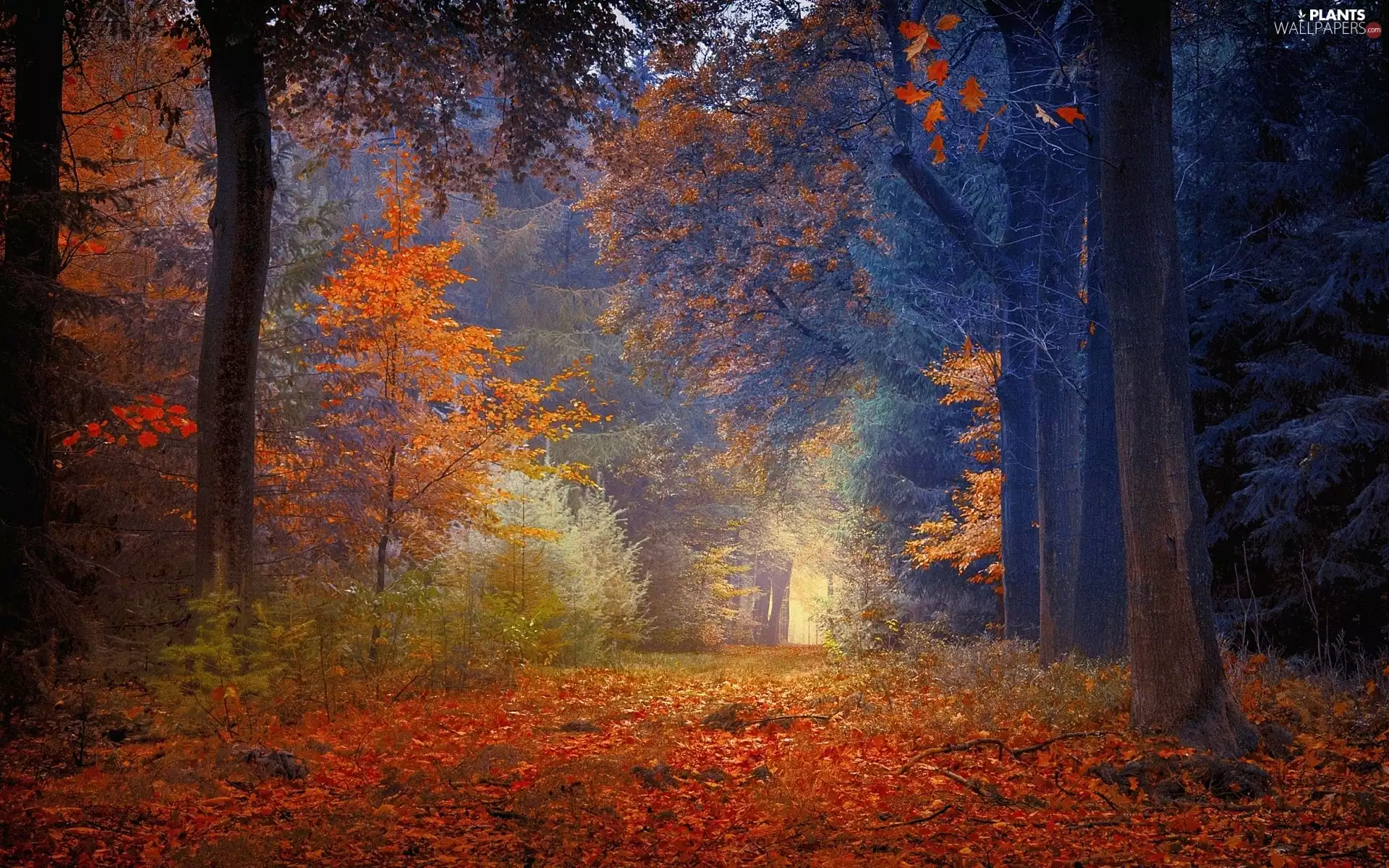 color, Way, viewes, Leaf, forest, trees, autumn