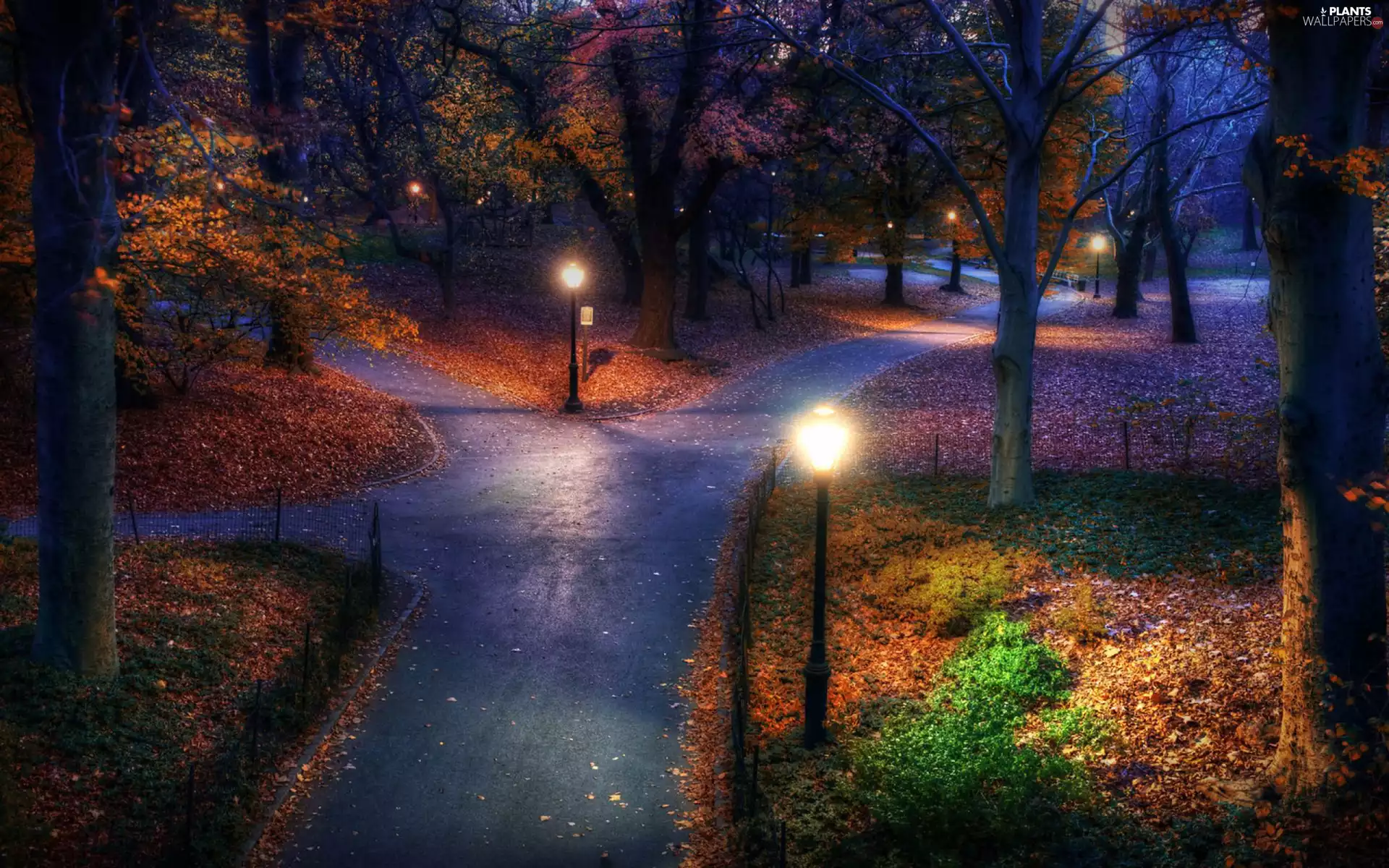 night, trees, walking, viewes, alley, Park, Floodlit, Leaf