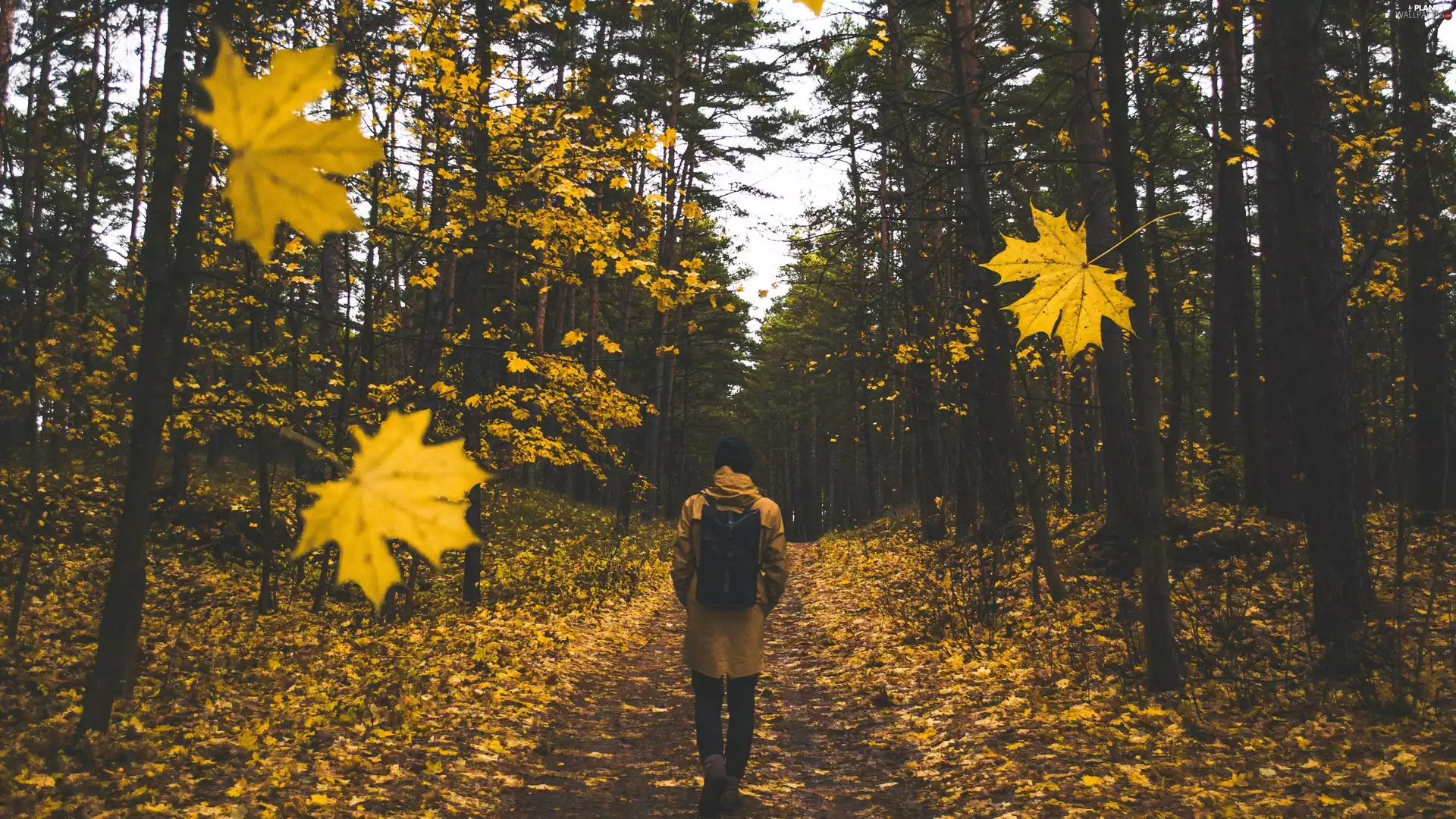 Park, Autumn, viewes, Leaf, trees, wander
