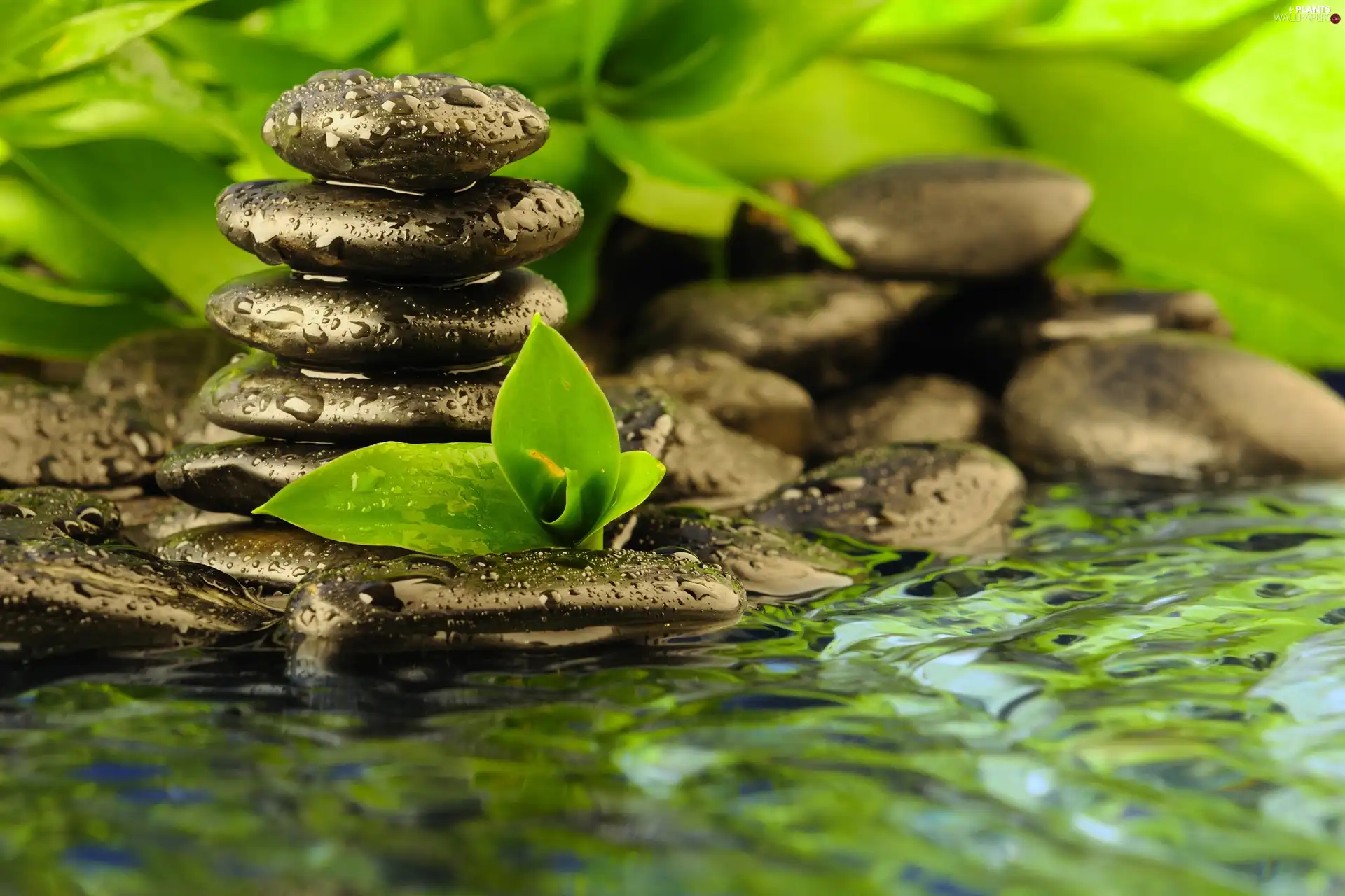 Leaf, Stones, water