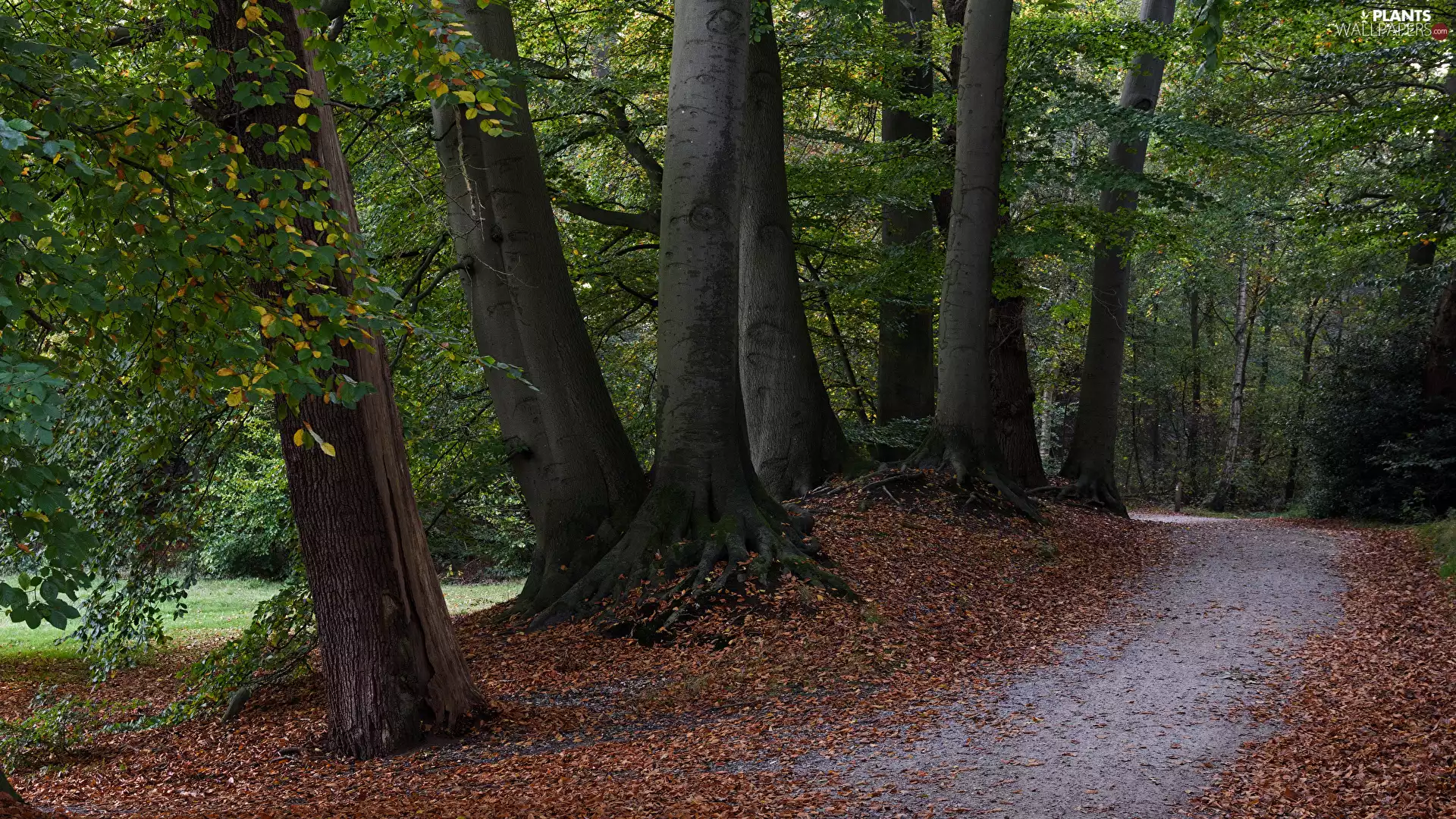 trees, Park, fallen, Leaf, viewes, Way