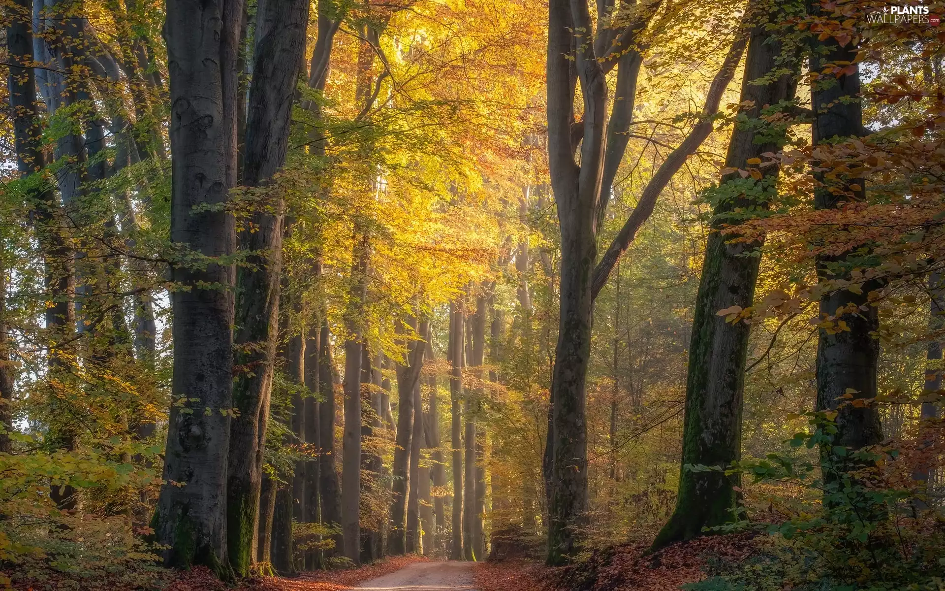 viewes, Leaf, Way, trees, forest