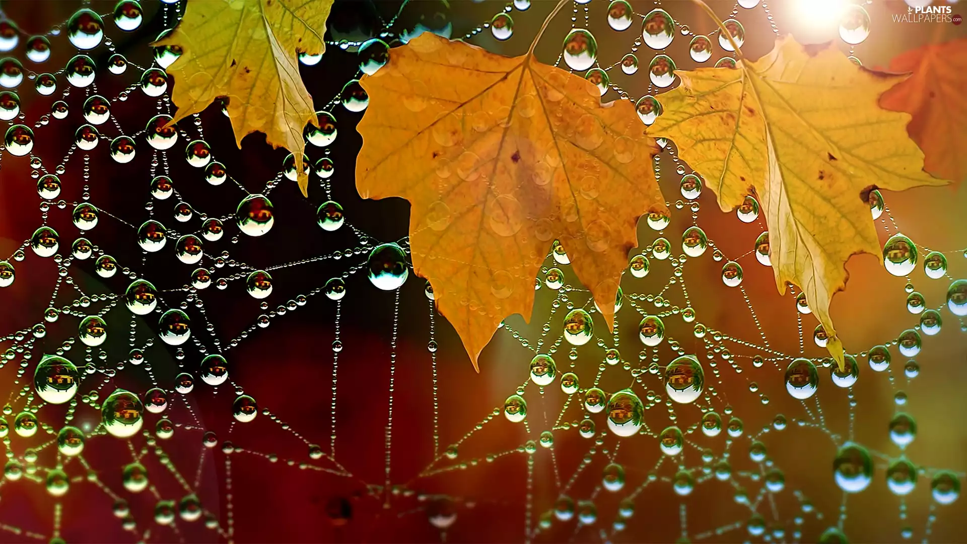 Web, drops, water, Leaf
