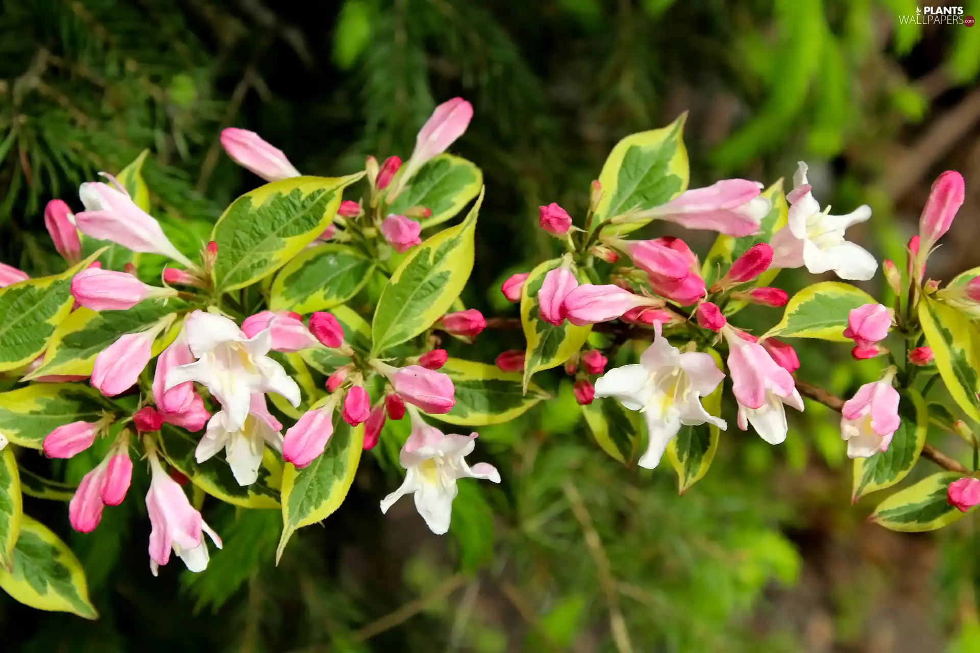 Leaf, Flowers, Weigela