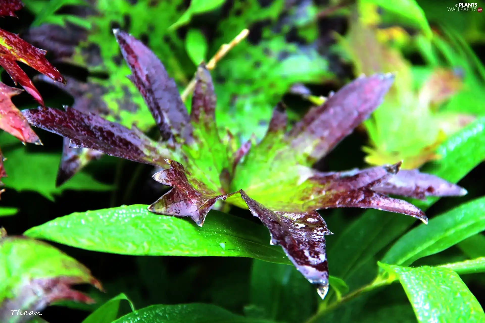 wet, leaf