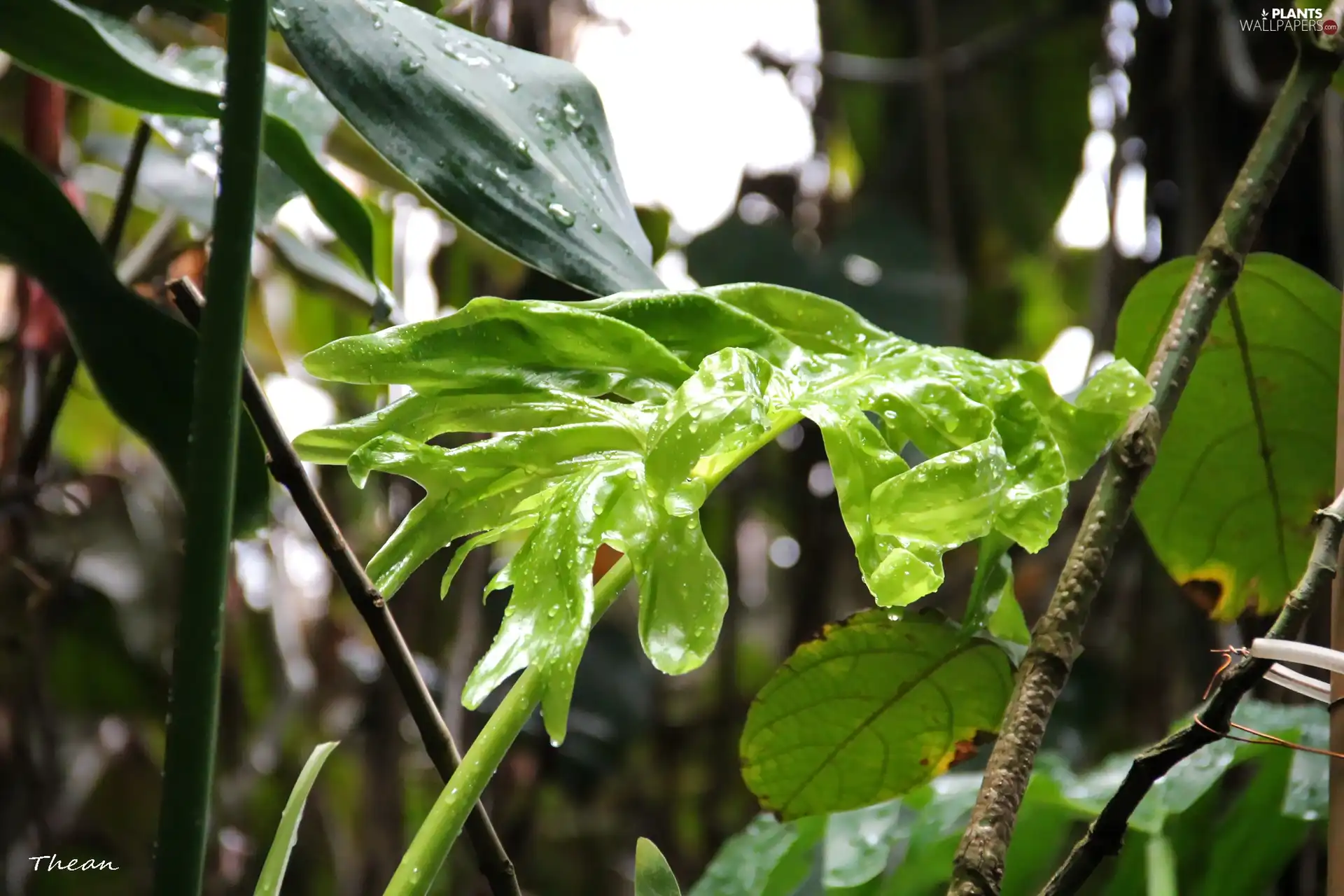 leaf, Green, wet