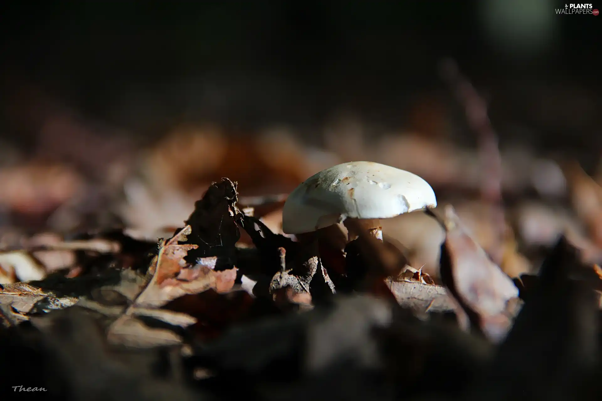 White, dry, Leaf, mushroom
