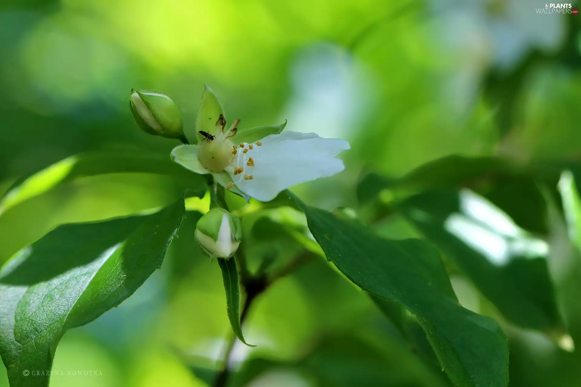 worm, Leaf, White, petal, jasmine