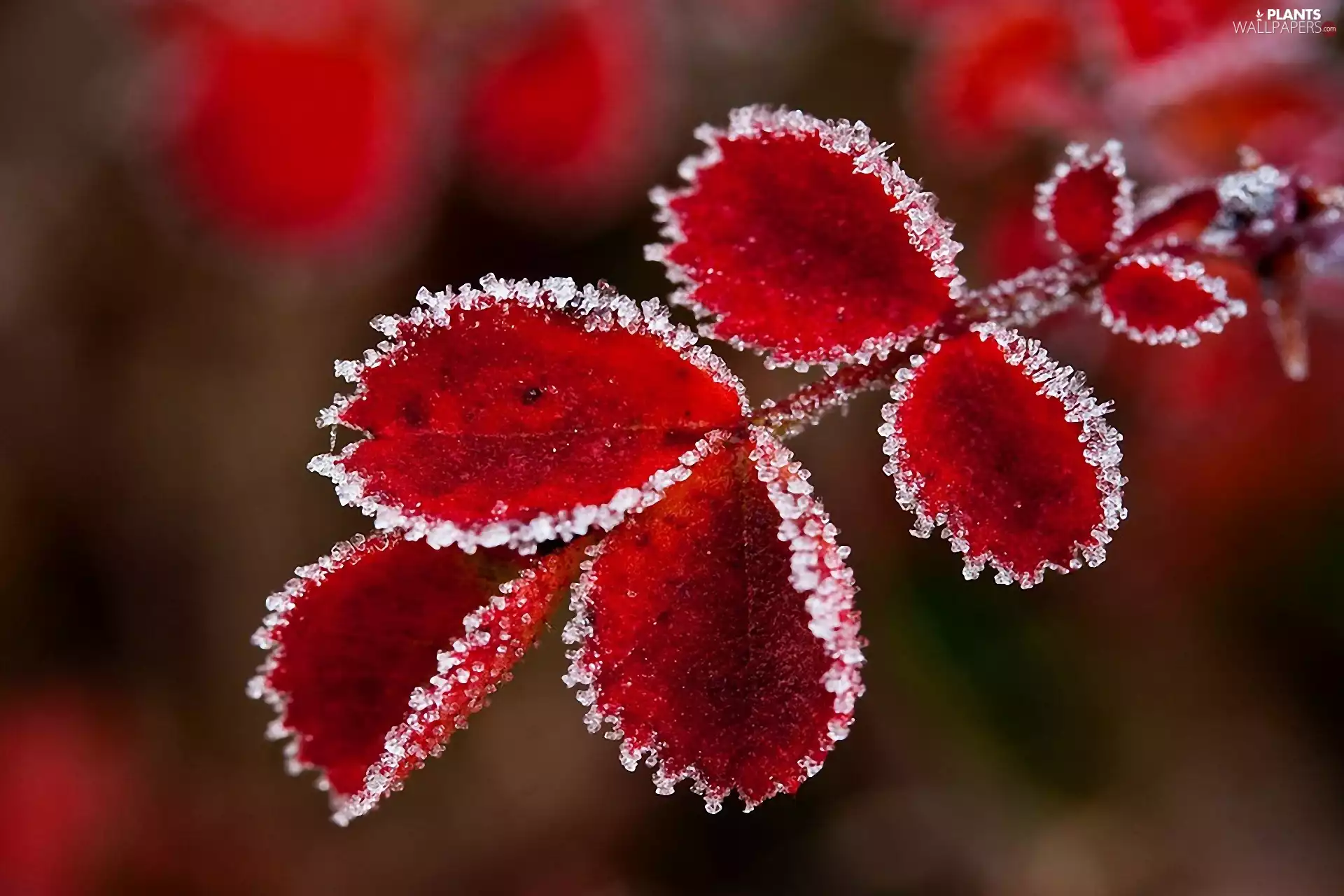 White frost, Red, Leaf