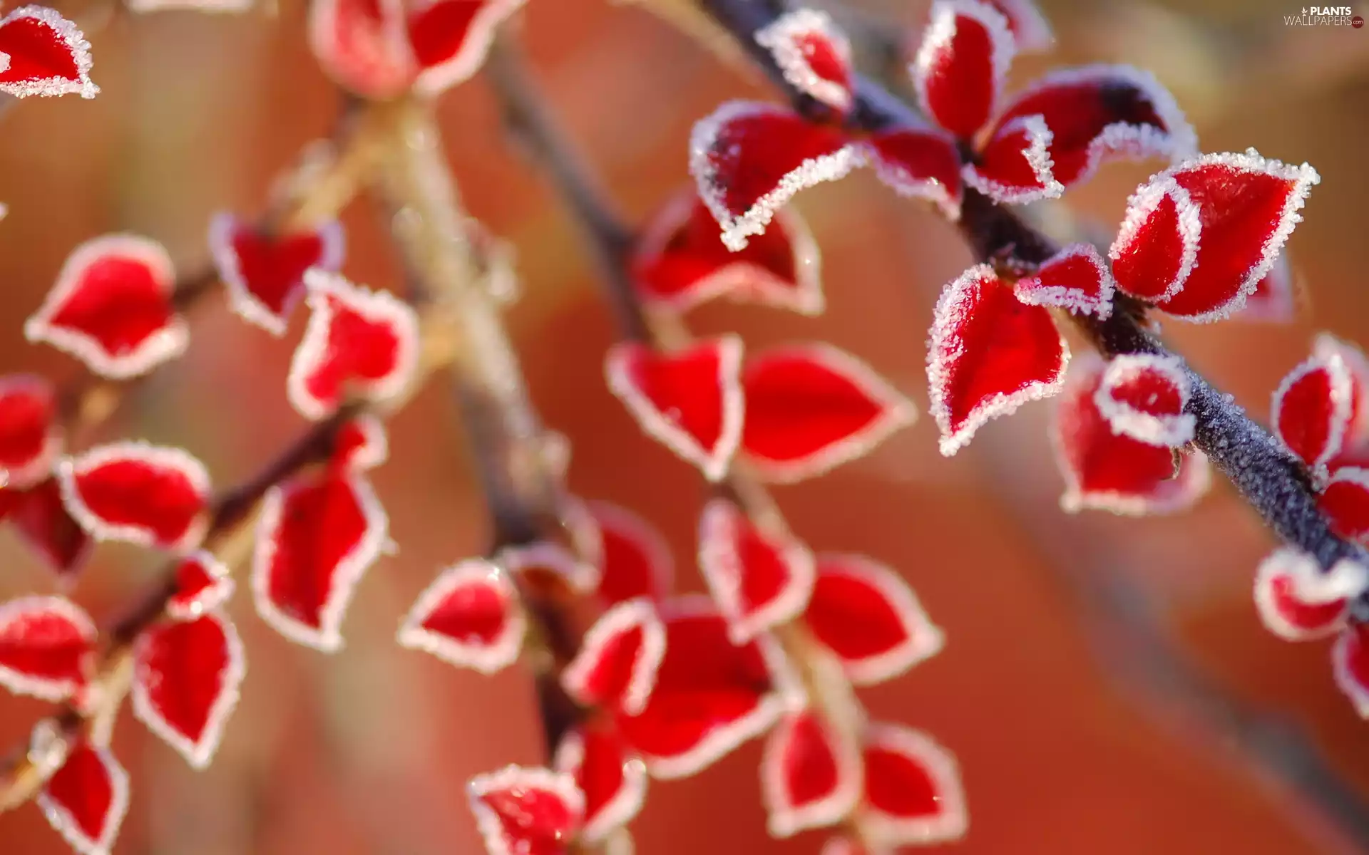 White frost, Red, Leaf