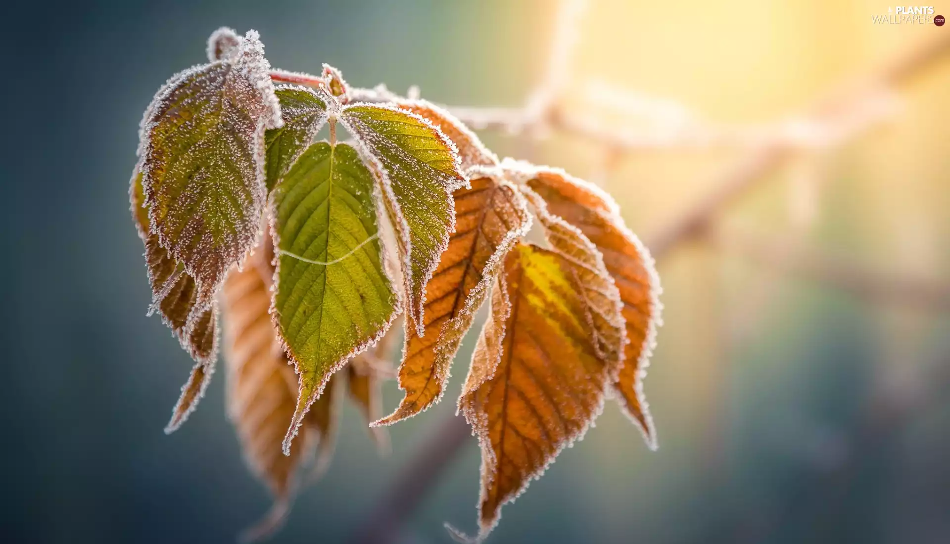 White frost, twig, Leaf