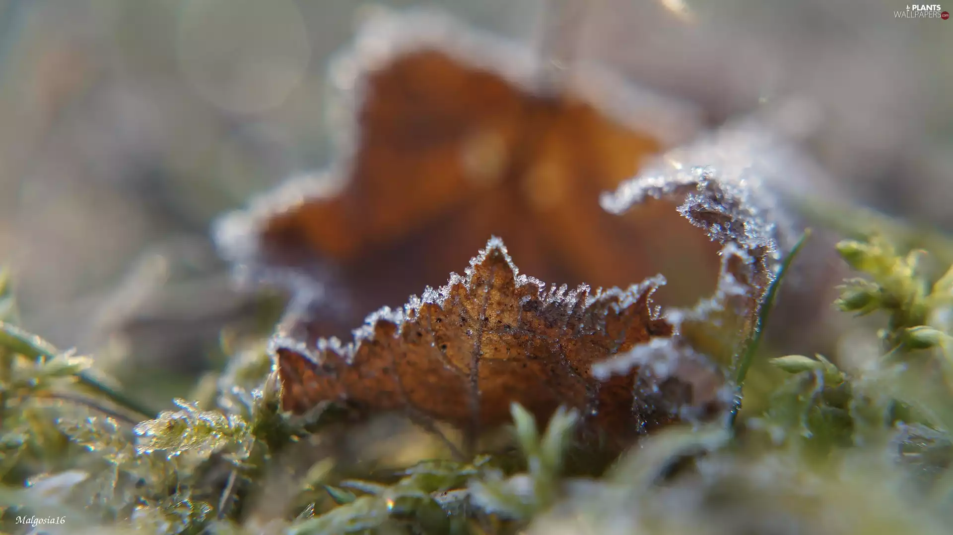 White frost, withered, leaf