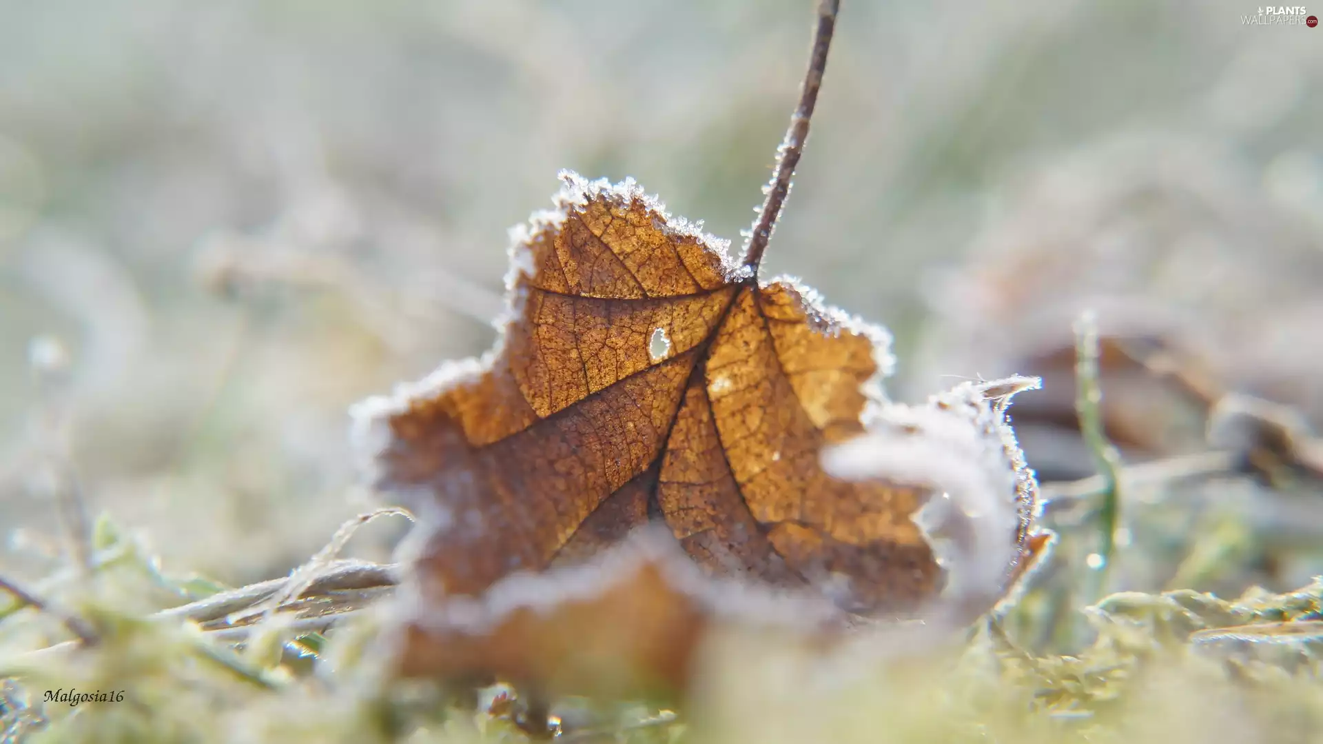 White frost, withered, leaf