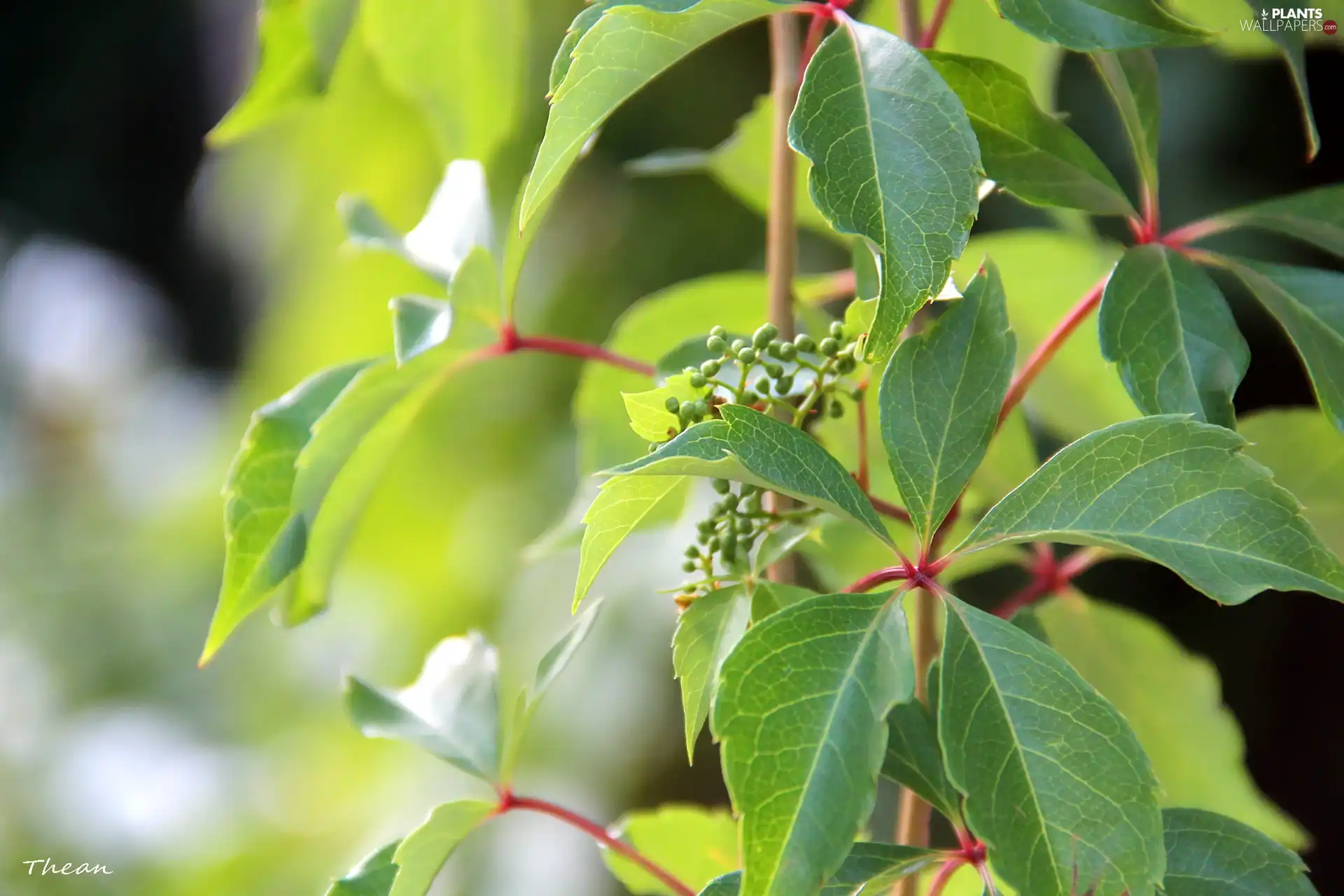 Leaf, wild, Wine