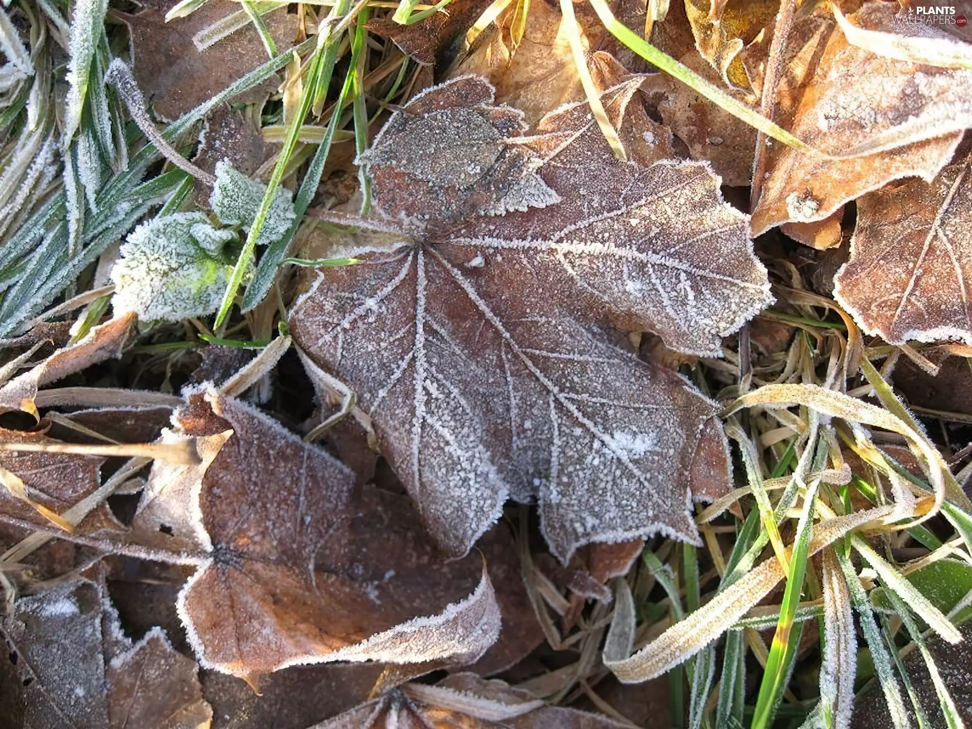Leaf, winter