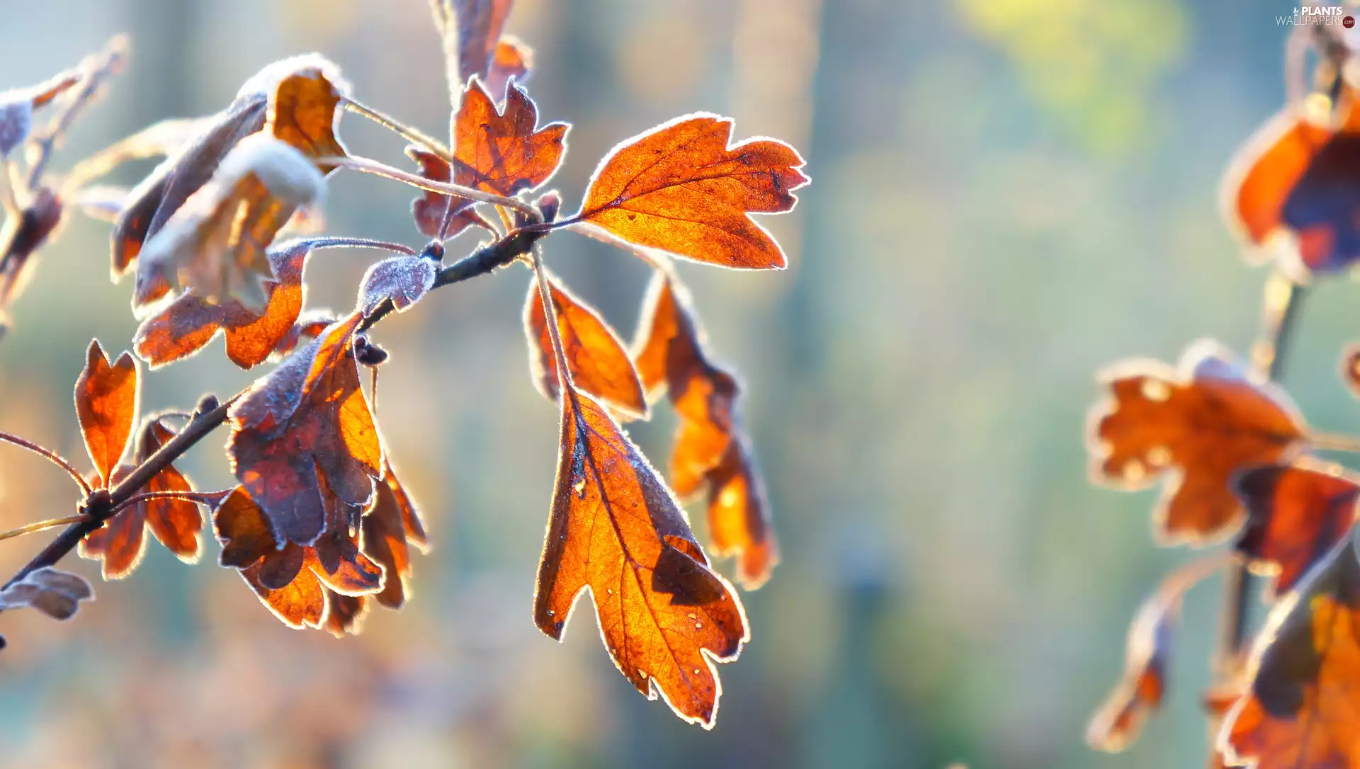 withered, twig, haw, Leaf