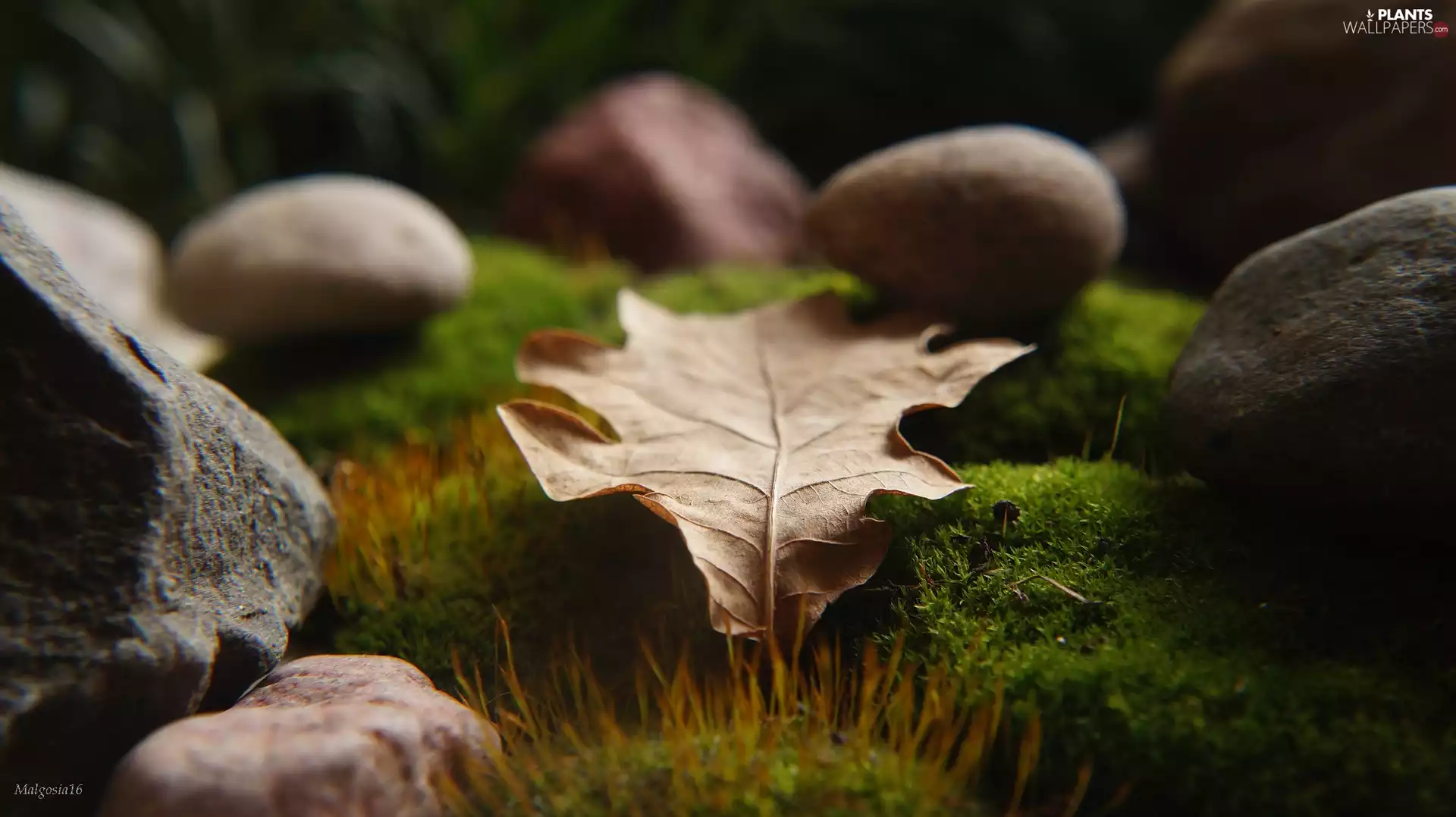 withered, Moss, Stones, leaf