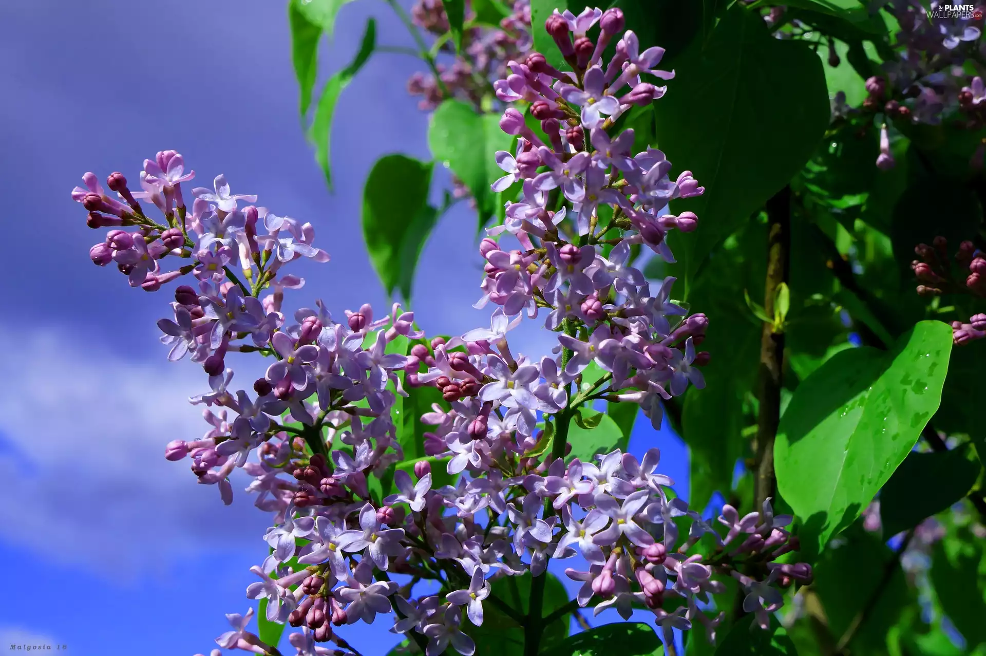 Leaf, Flowers, without