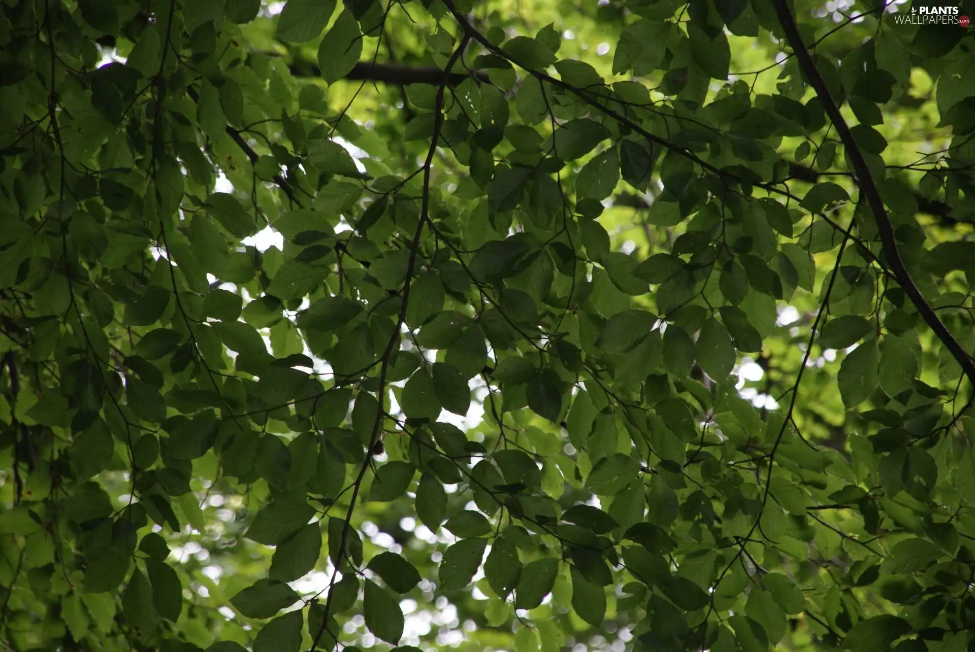 Leaf, woods, trees, viewes, nature