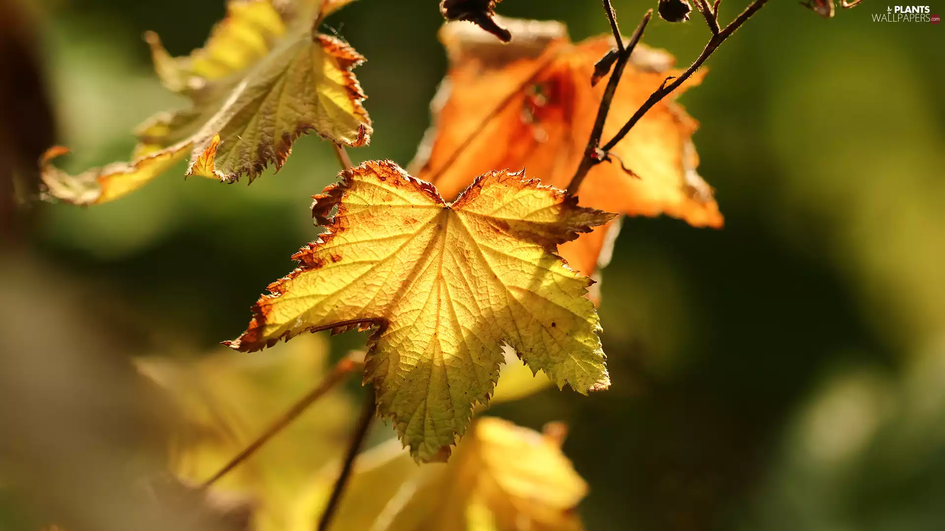 Leaf, Autumn, Yellow