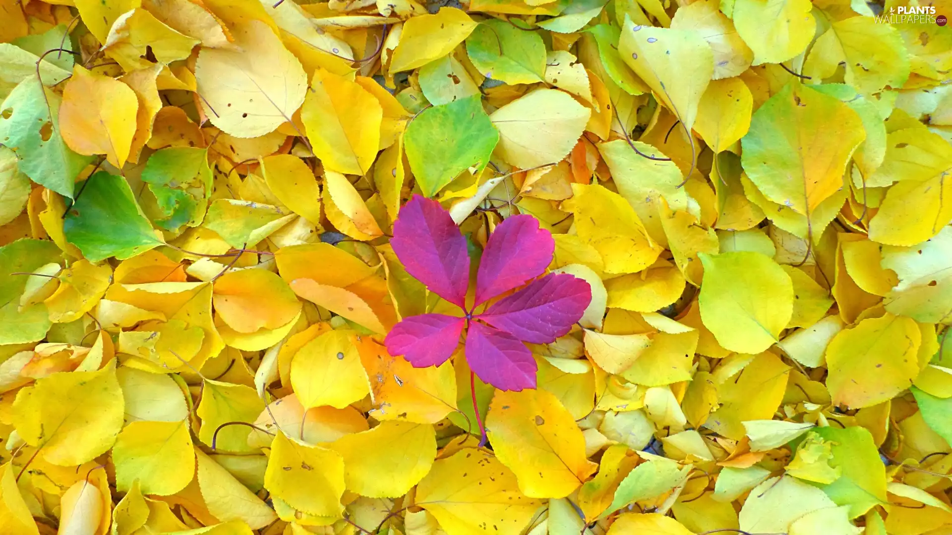 Red, leaf, Yellow, Leaf, autumn